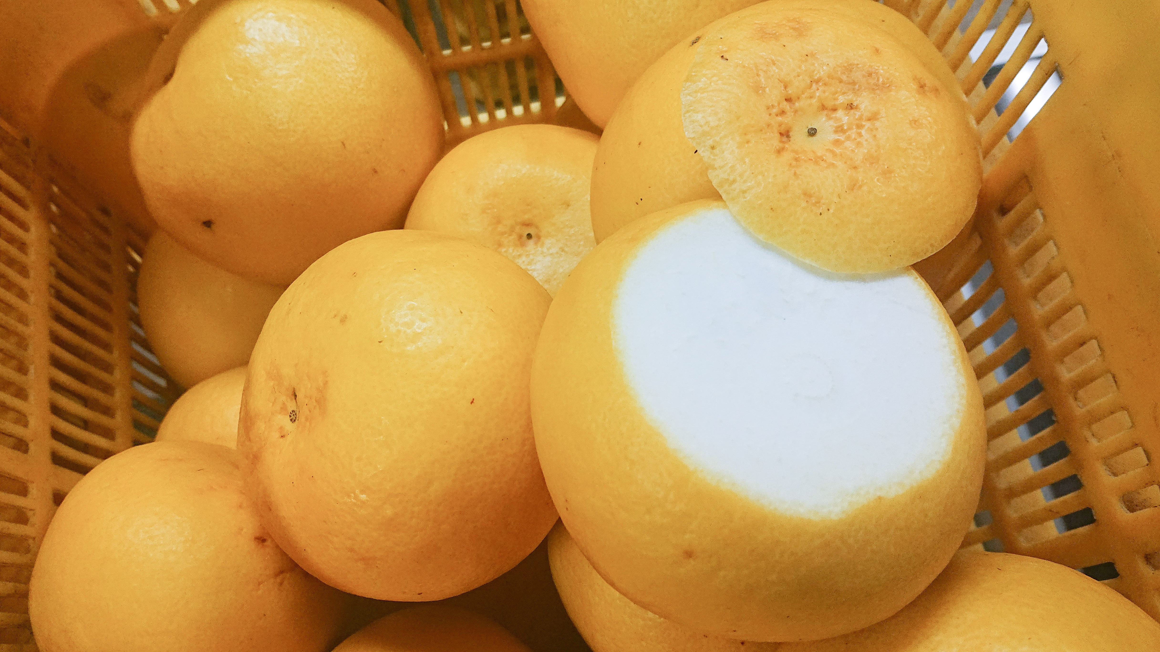 訳あり品】土佐文旦 10kg M～4L サイズ混合 （16～26