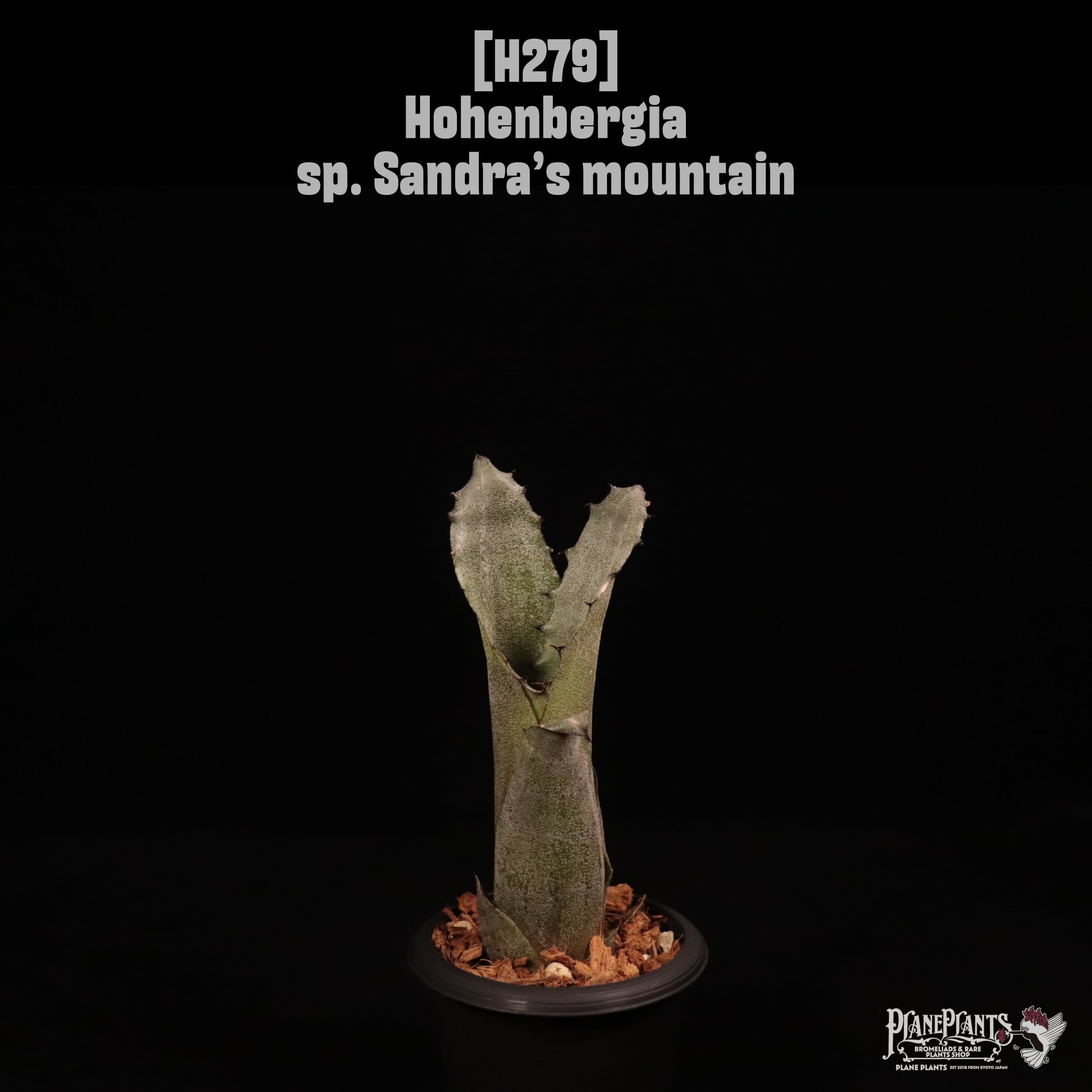 Hohenbergia sp. Sandra’s mountain〔ホヘンベルギア〕H279