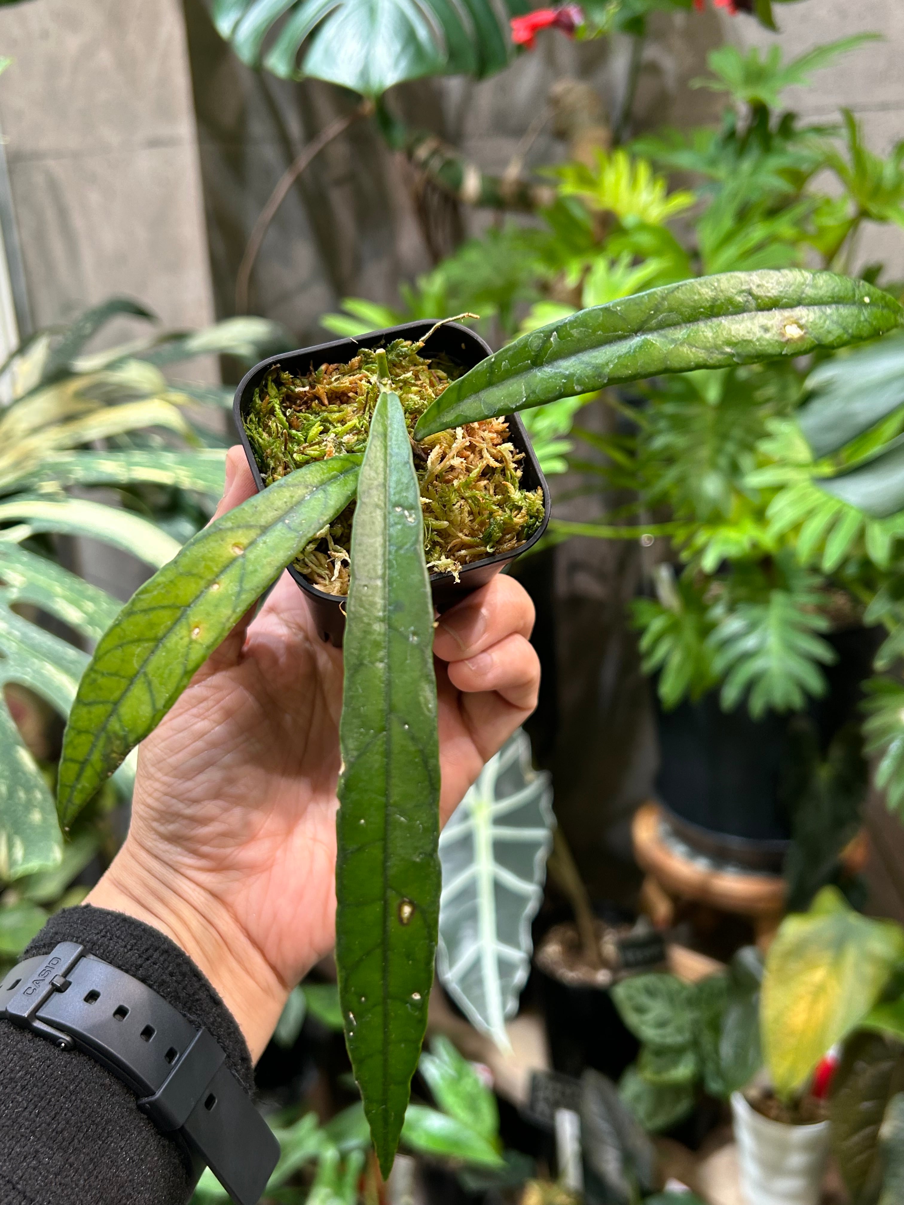ホヤ グヌンガディン ゴースト | MIDORIYA 観葉植物専門店