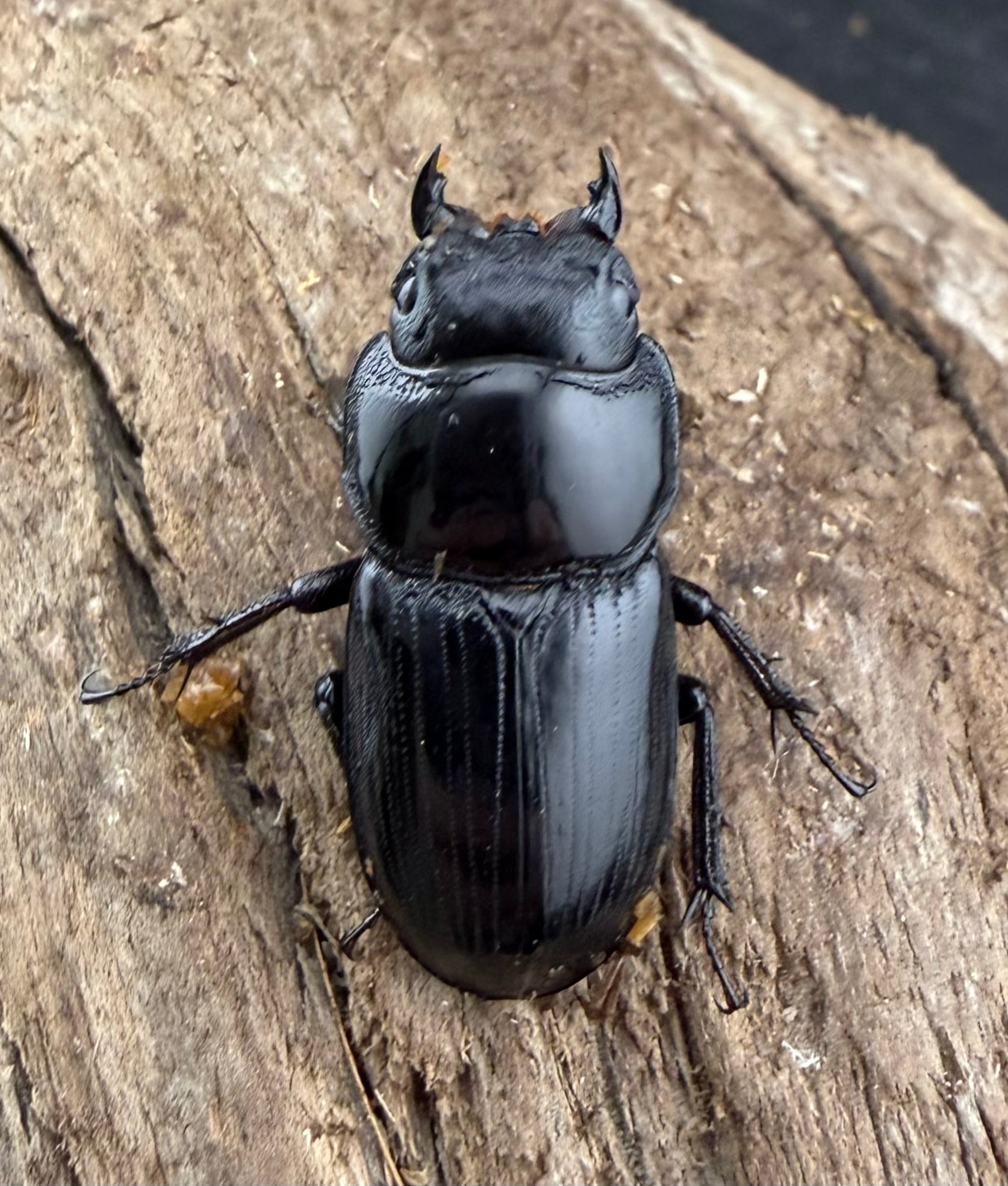 WF1】《カツラオオクワガタ ssp. 四川省産 39mm A'品ペア》 | KPW公式