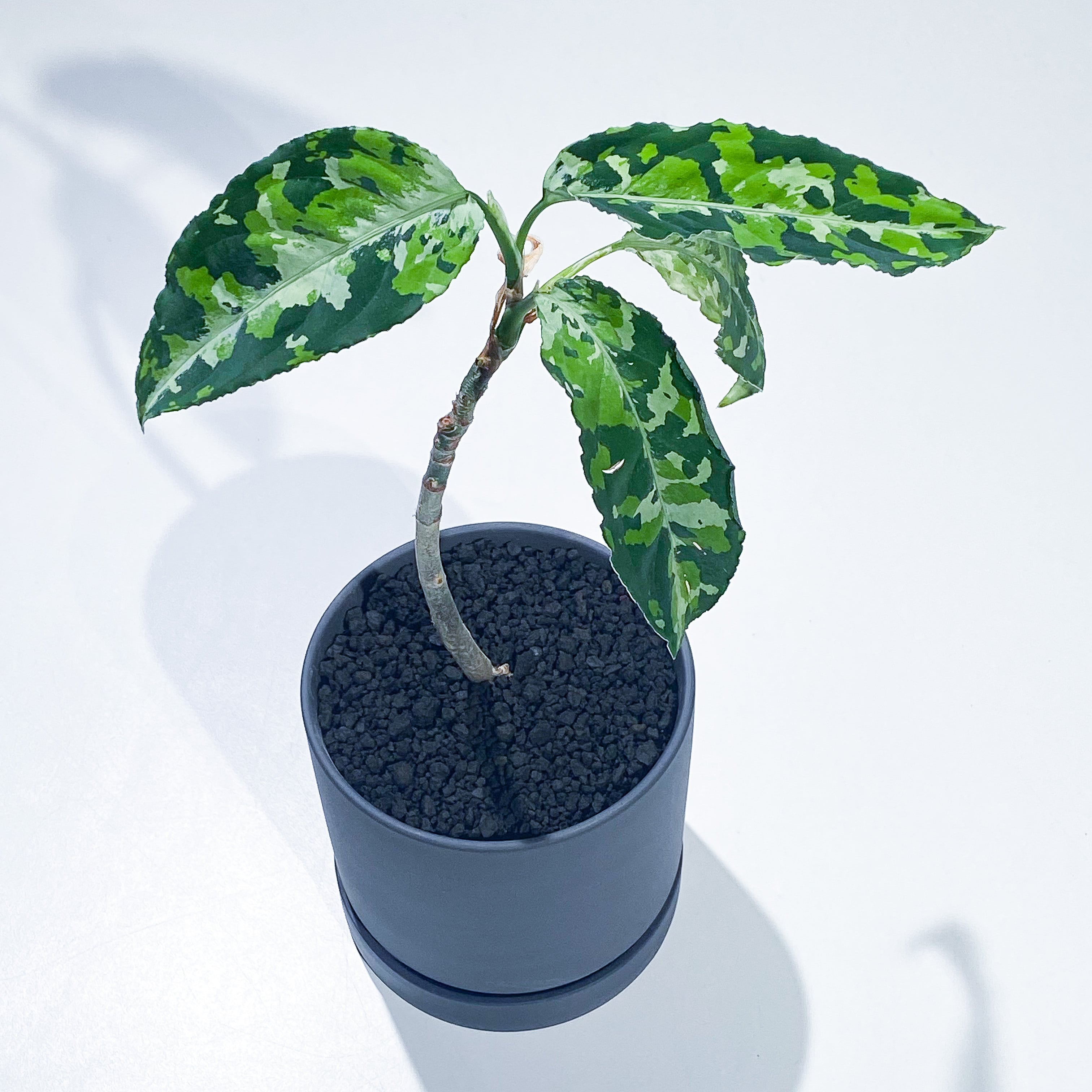 アグラオネマ ピクタム AD-01 ドワーフ株、葉も小さくて細い🌱 めちゃ 