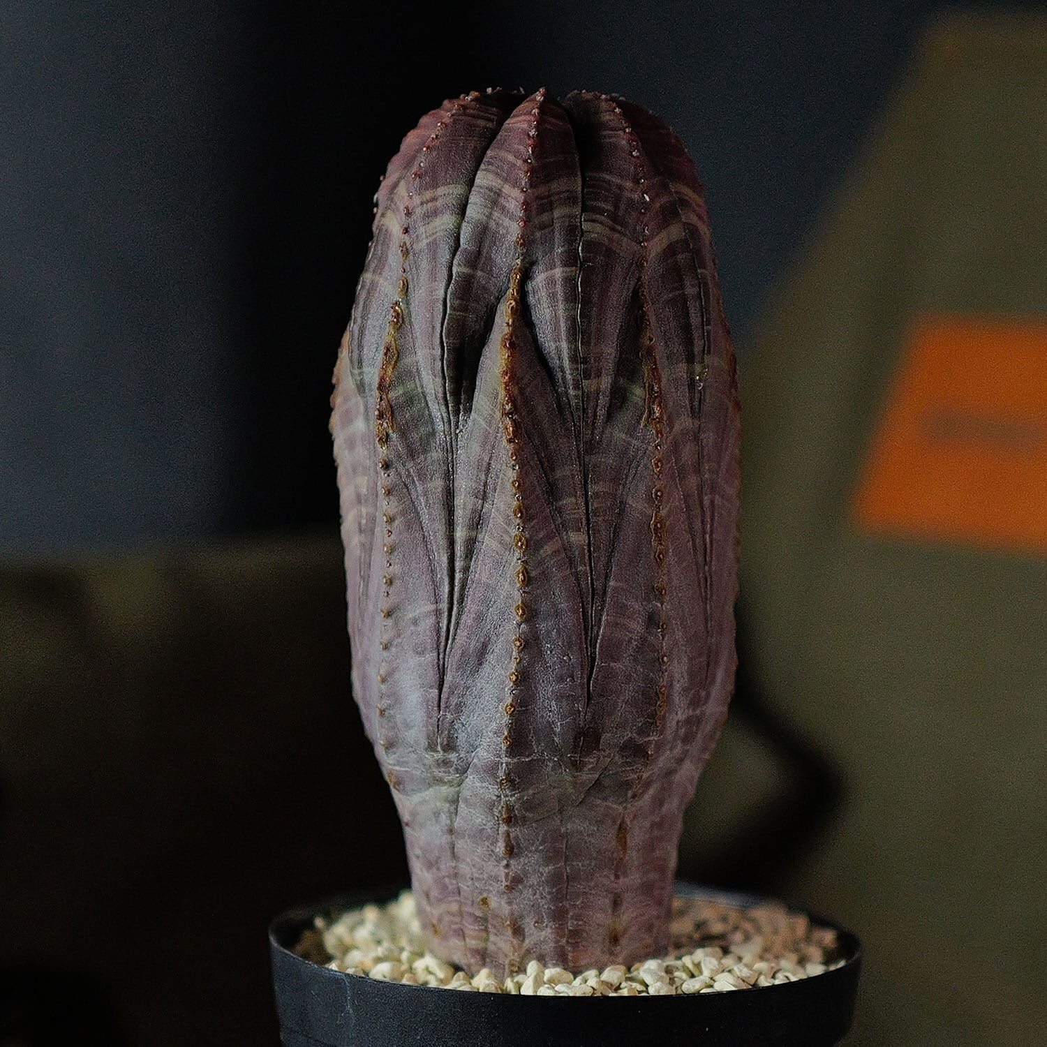新着株 | LIGHTHOUSE.PLANTS - 海外実生株のオベサなど輸入植物 新着株 | LIGHTHOUSE.PLANTS - 海外実生株のオベサなど輸入植物