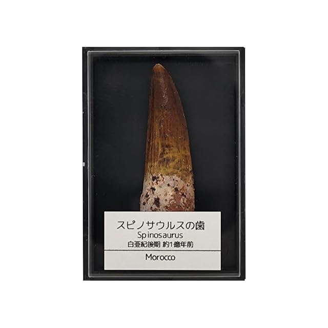 カブトガニの化石【Unidentified Xiphosurida】モロッコ王国産/化石