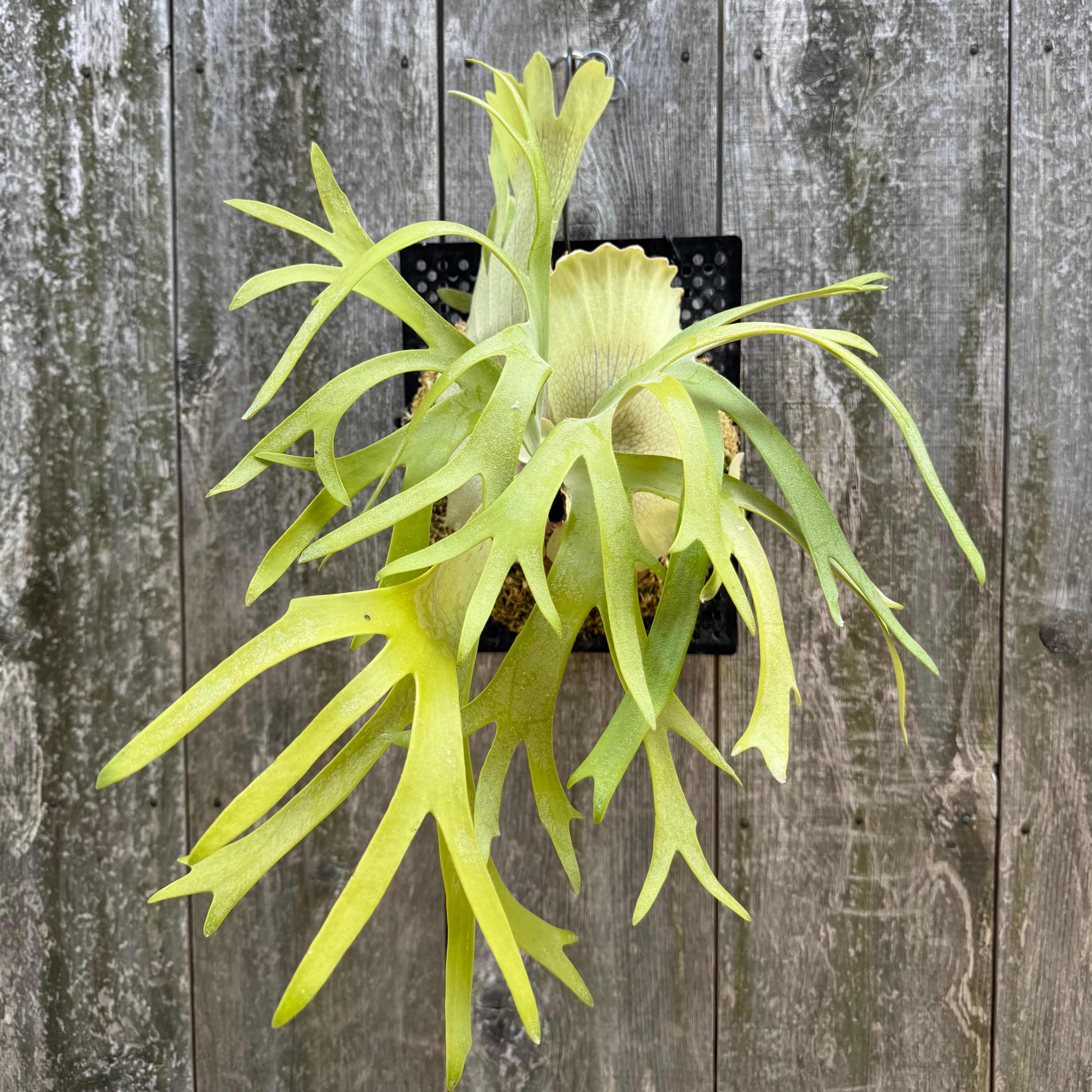 P. willinckii cv. Ryusei (pup) | naturefix