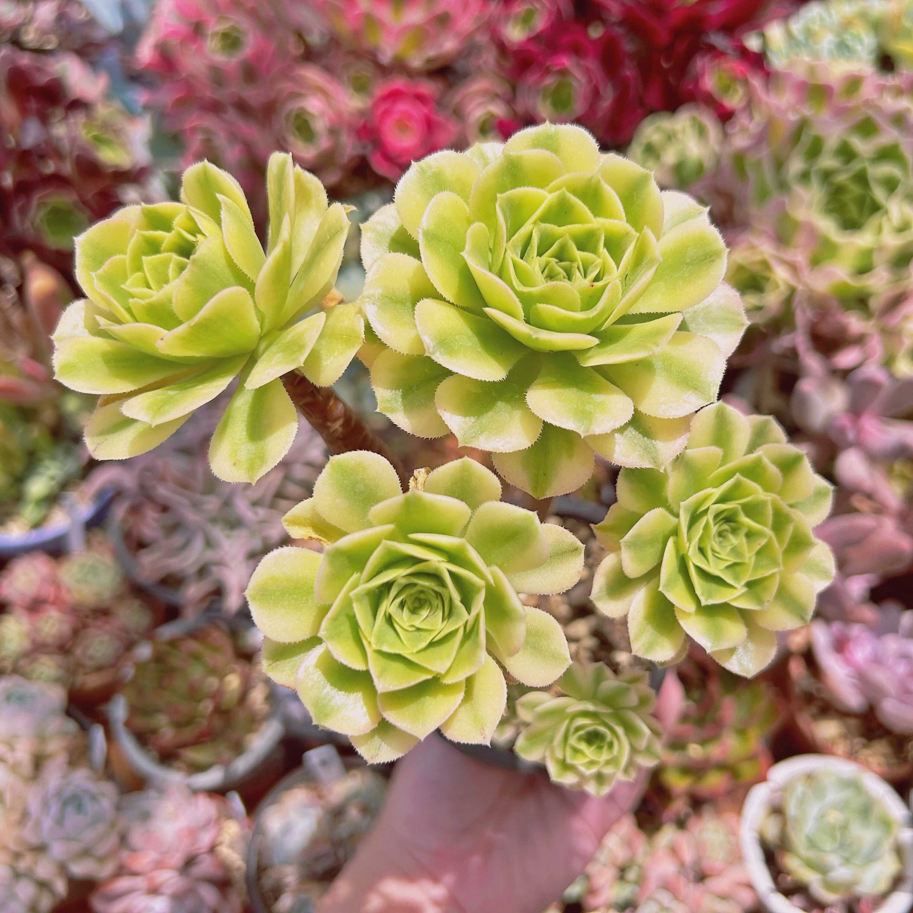 #1126現物　多肉植物　富士雪  特大　抜き苗