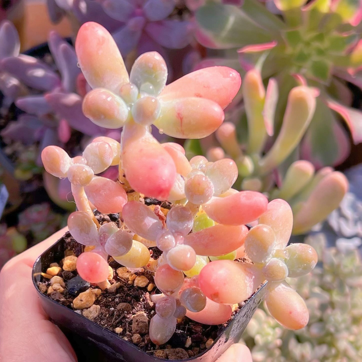 現品　パトリックスター#1141   古株　るる農園