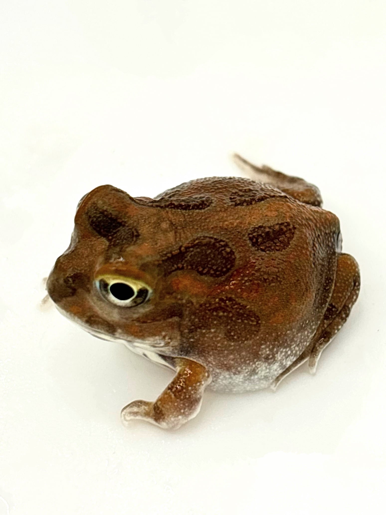 チャコガエル③ 1匹 | まるころ商店〜まるくてころころした生き物を