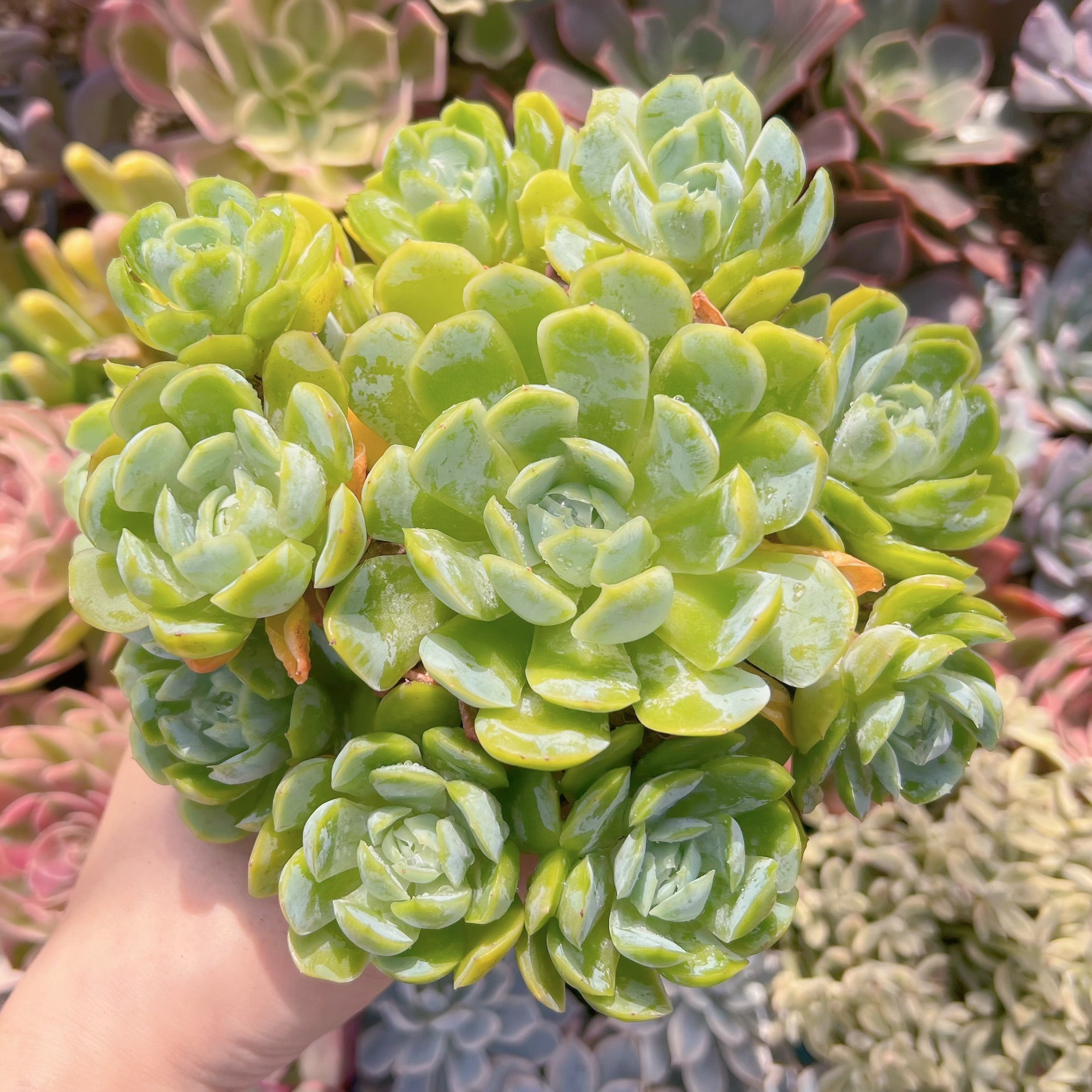 多肉植物　クリームベリー　特大群生