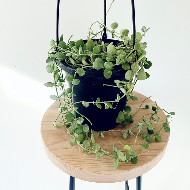 【再入荷】ディスキディア ヌンムラリア ハンギング 観葉植物 calm cafe