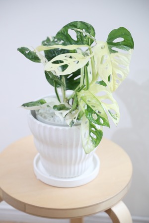 【希少】【M】マドカズラ バリエガータ/Monstera adansonii