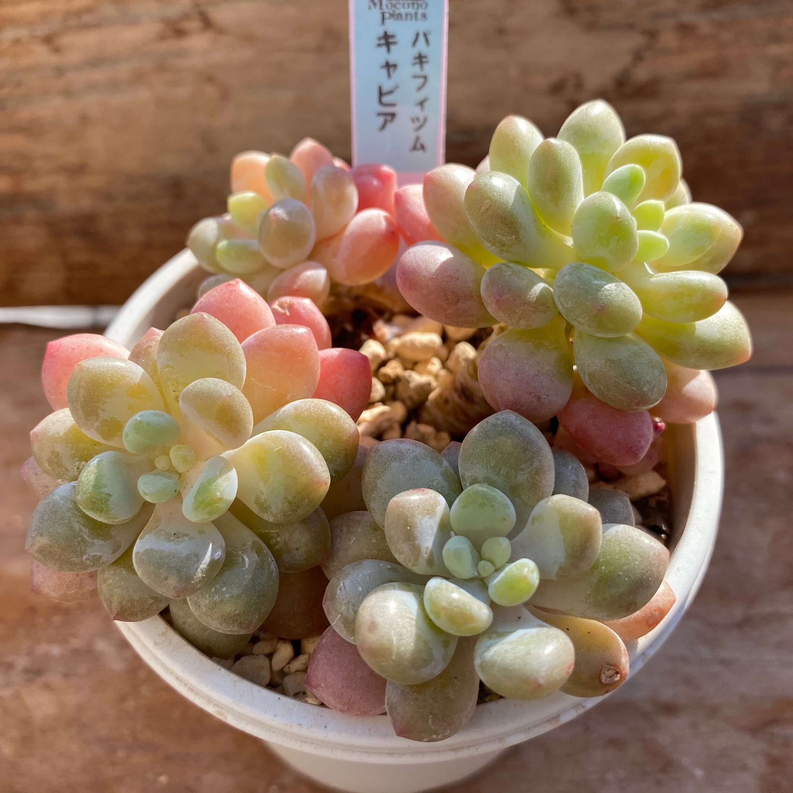 ハオルチア ピグマエアミュータント実生 特異株 | mocono_plants