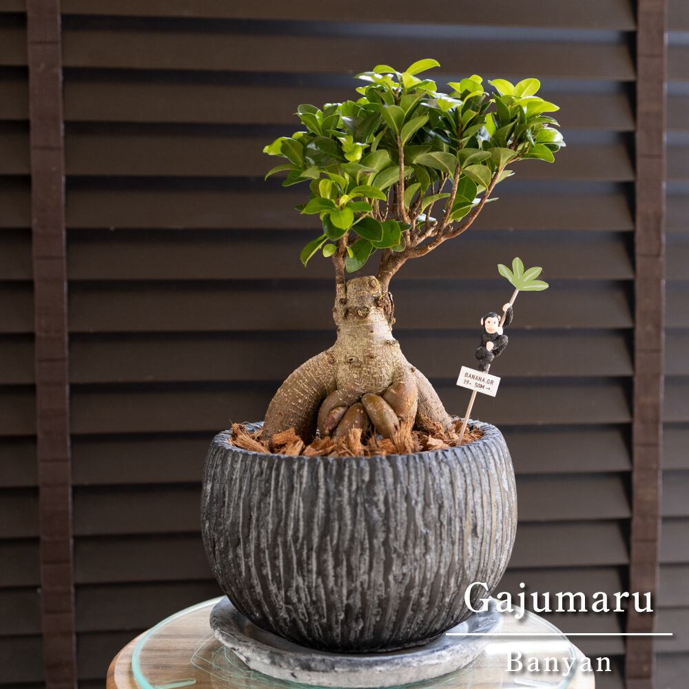 運気UP ガジュマルの木 7号 陶器鉢 ピック付 観葉植物 ガジュマル 多幸