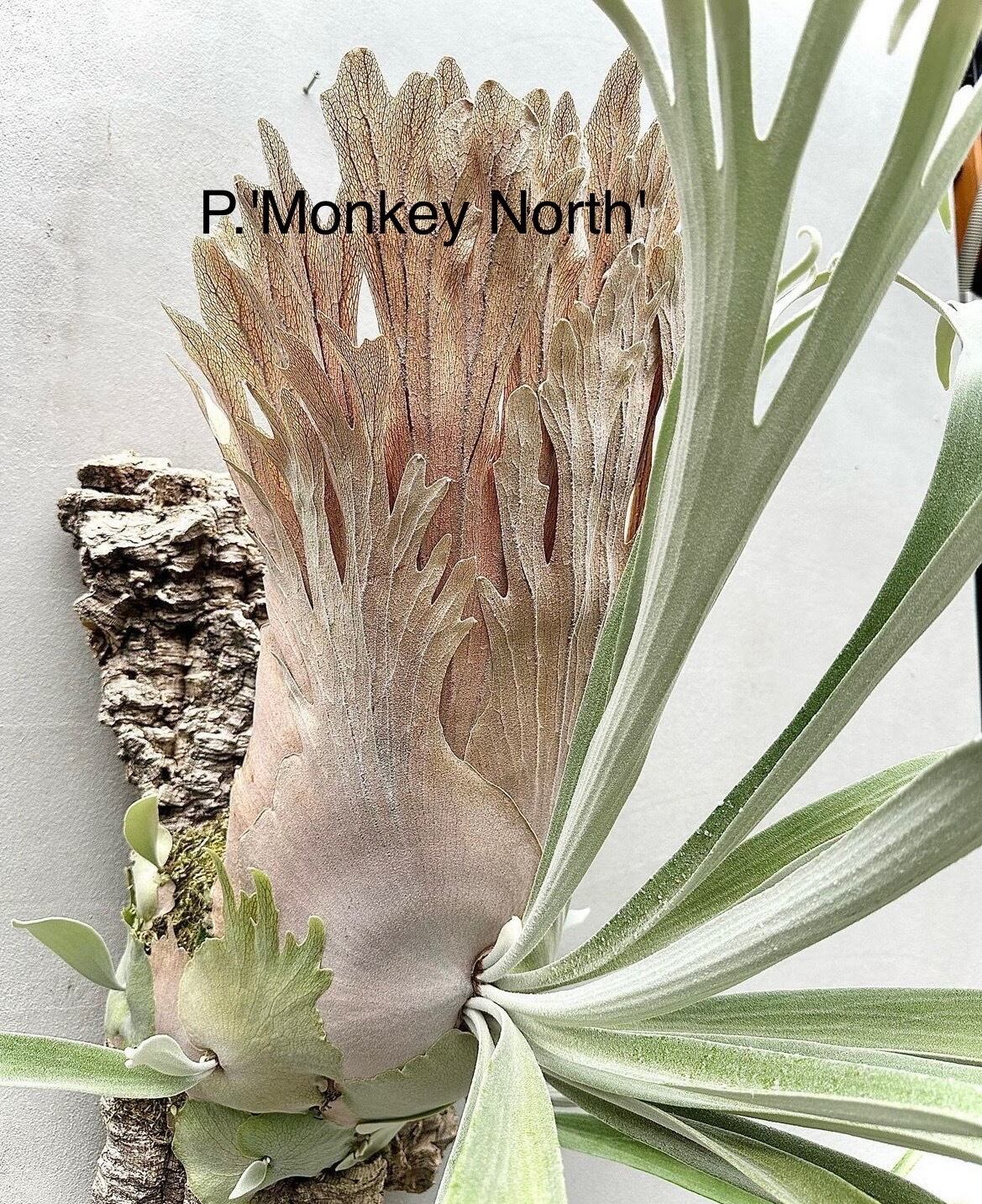 ビカクシダ P.cosmo cosmo(veitchii wild 軟らか × willinckii)ビカクシダ