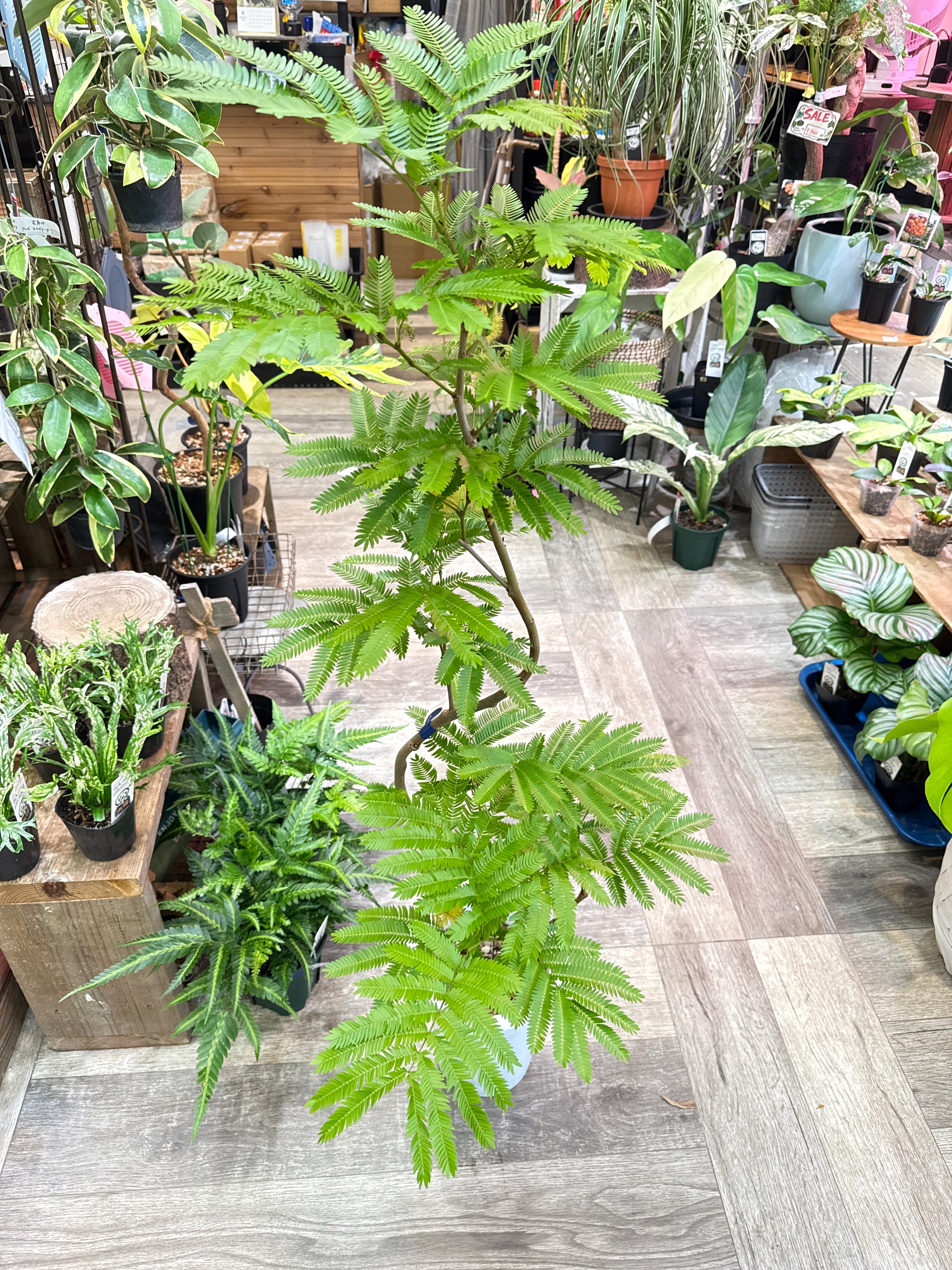 エバーフレッシュ 曲がり 7号 | Gardenえん 【観葉熱帯植物】