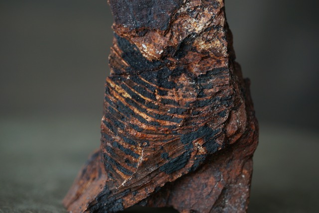 スウェーデン産シダ植物化石 Dictyophyllum exile 1608