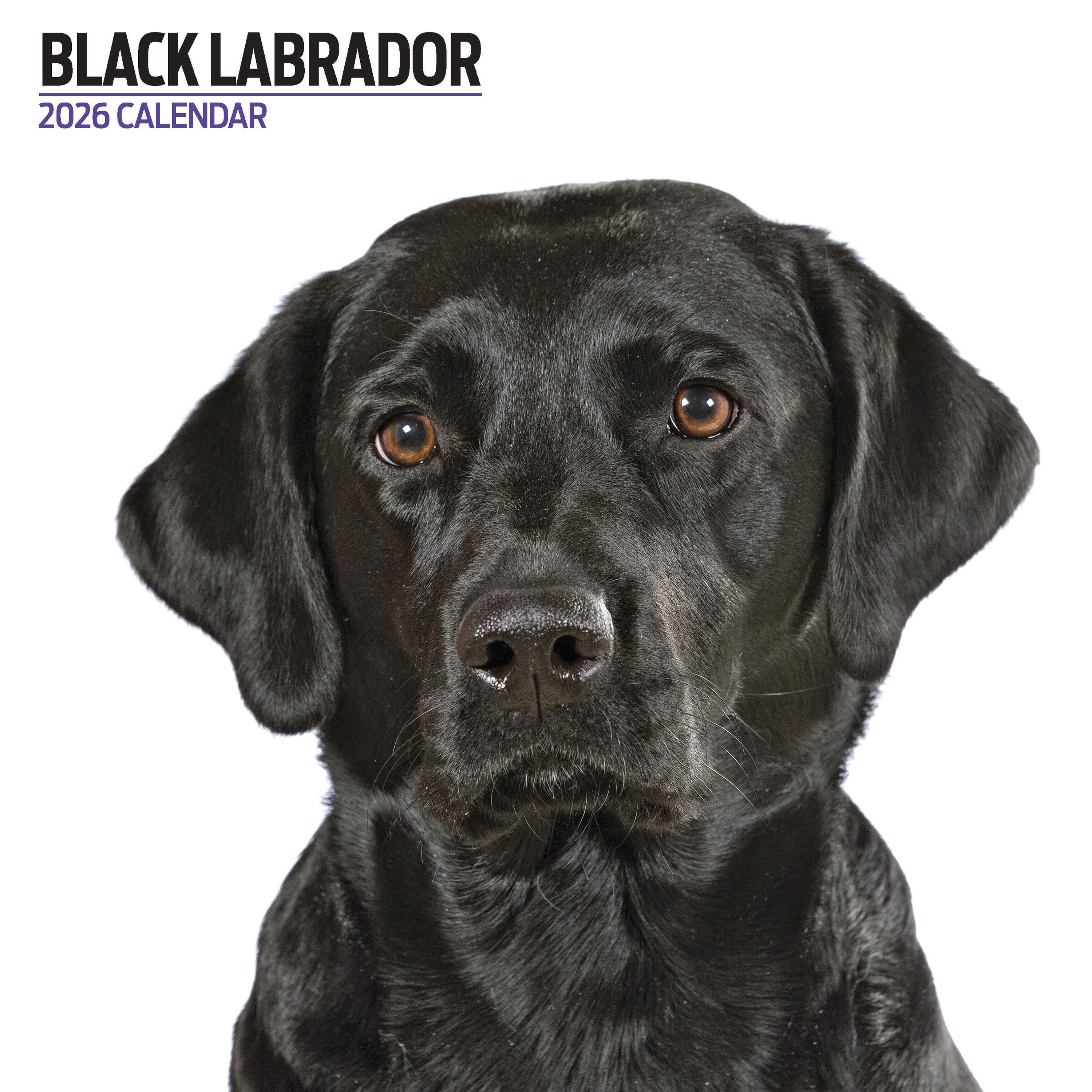 【2026年版】英国製犬種カレンダー【ラブラドール・ブラック Modern】 2026年版