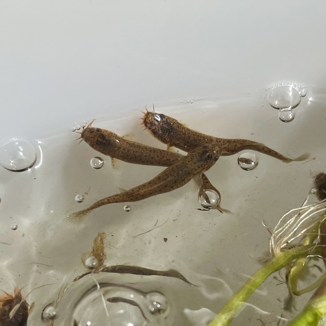 ※セット販売※(淡水魚)ホトケドジョウ 3〜7cm±(3匹セット)【生体】