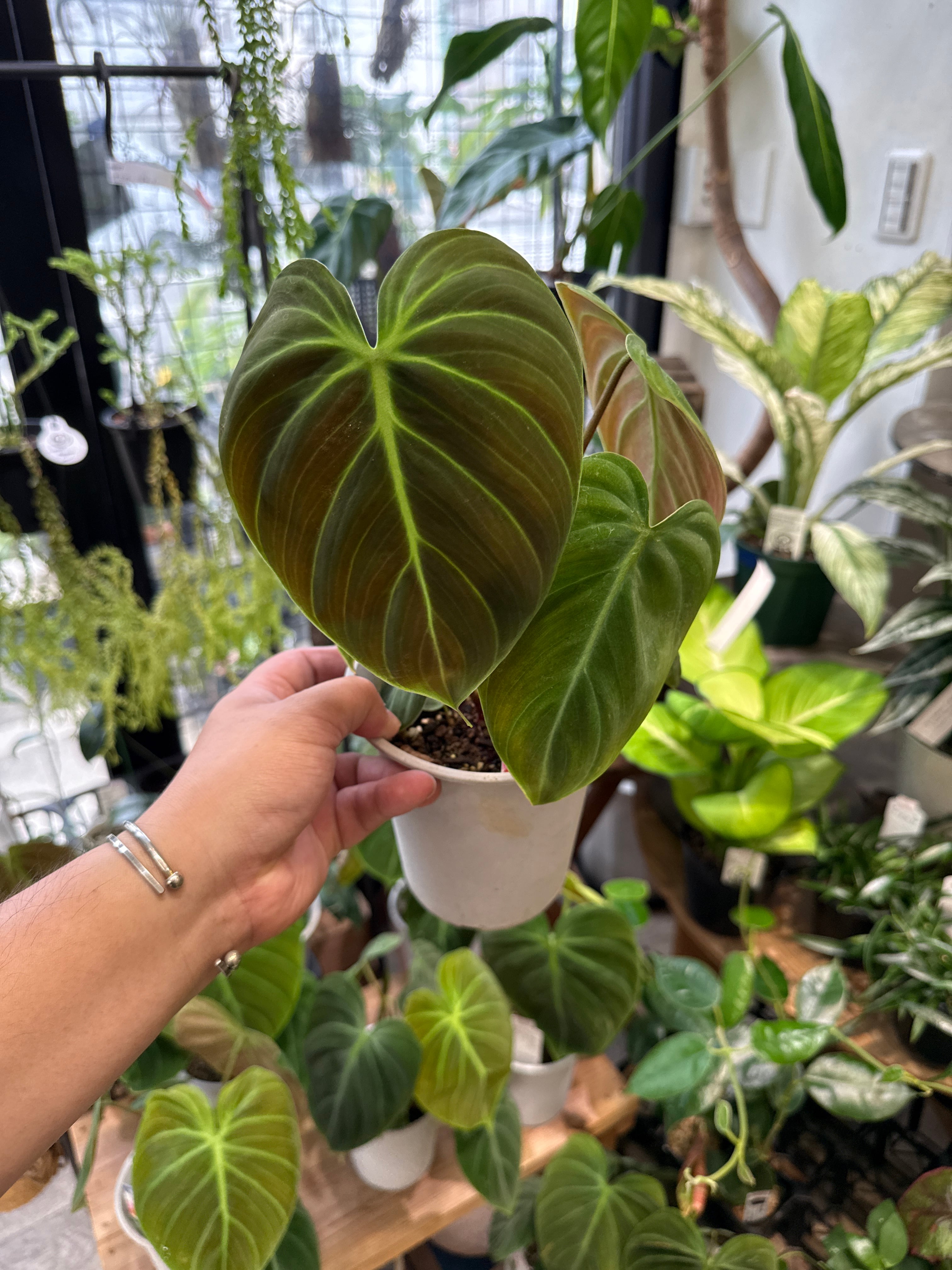 aglaonema 'medusa' | Gardenえん 【観葉熱帯植物】