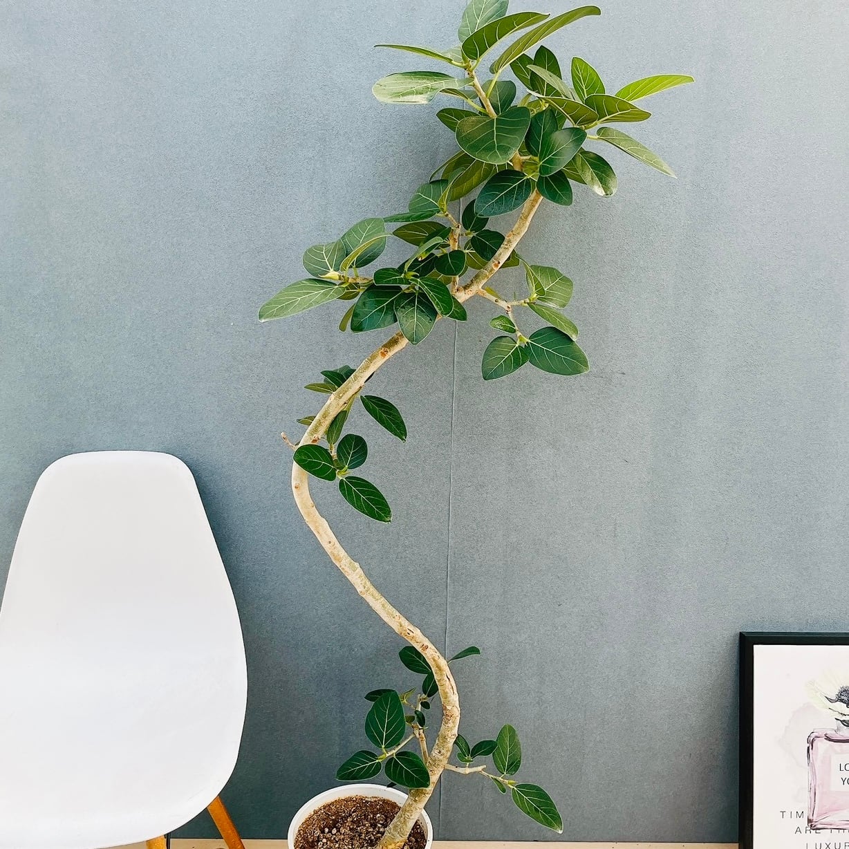 ［現品］50番　フィカス　ベンガレンシス　曲がり 8号　観葉植物　室内　大型 現品］50番 フィカス ベンガレンシス 曲がり 8号 観葉植物 室内 大型