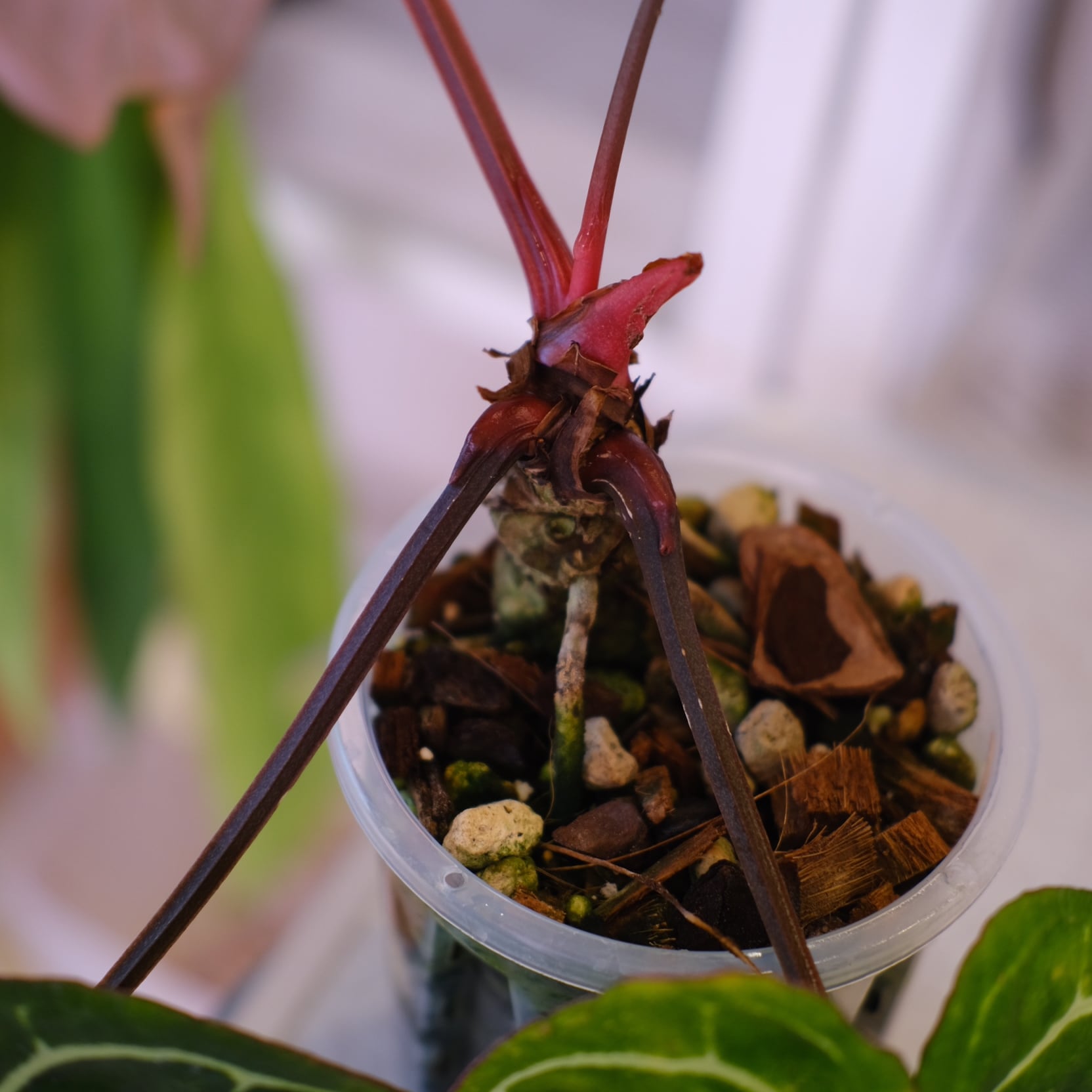 Anthurium Carlablackiae｜アンスリウム カーラブラッキー│観葉植物