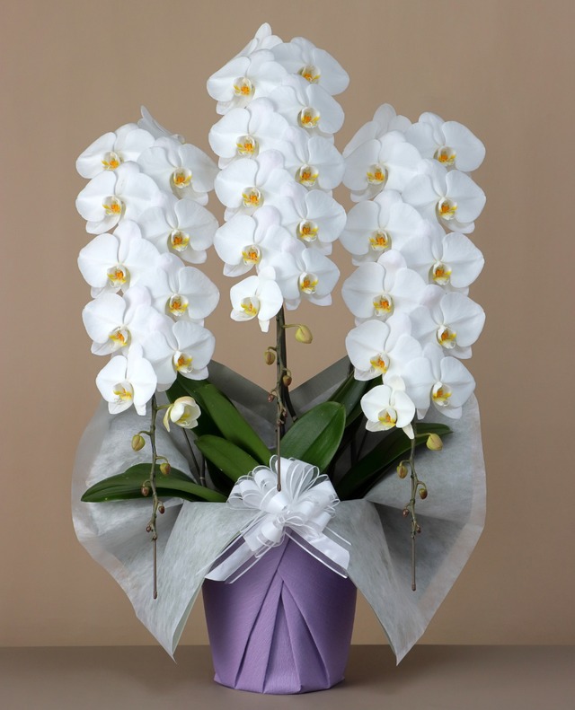 【法事・法要】3本立　ロング（42輪～45輪程度）　　　【故人を偲ぶ清らかな一鉢】  ワンランク上の華やかさを魅せる一鉢に仕上げました。 凛とした美しさと、清らかな印象が、故人への想いを穏やかに伝えます。 上品な佇まいで、ご自宅や法要会場、仏壇へのお供えとして最適です。