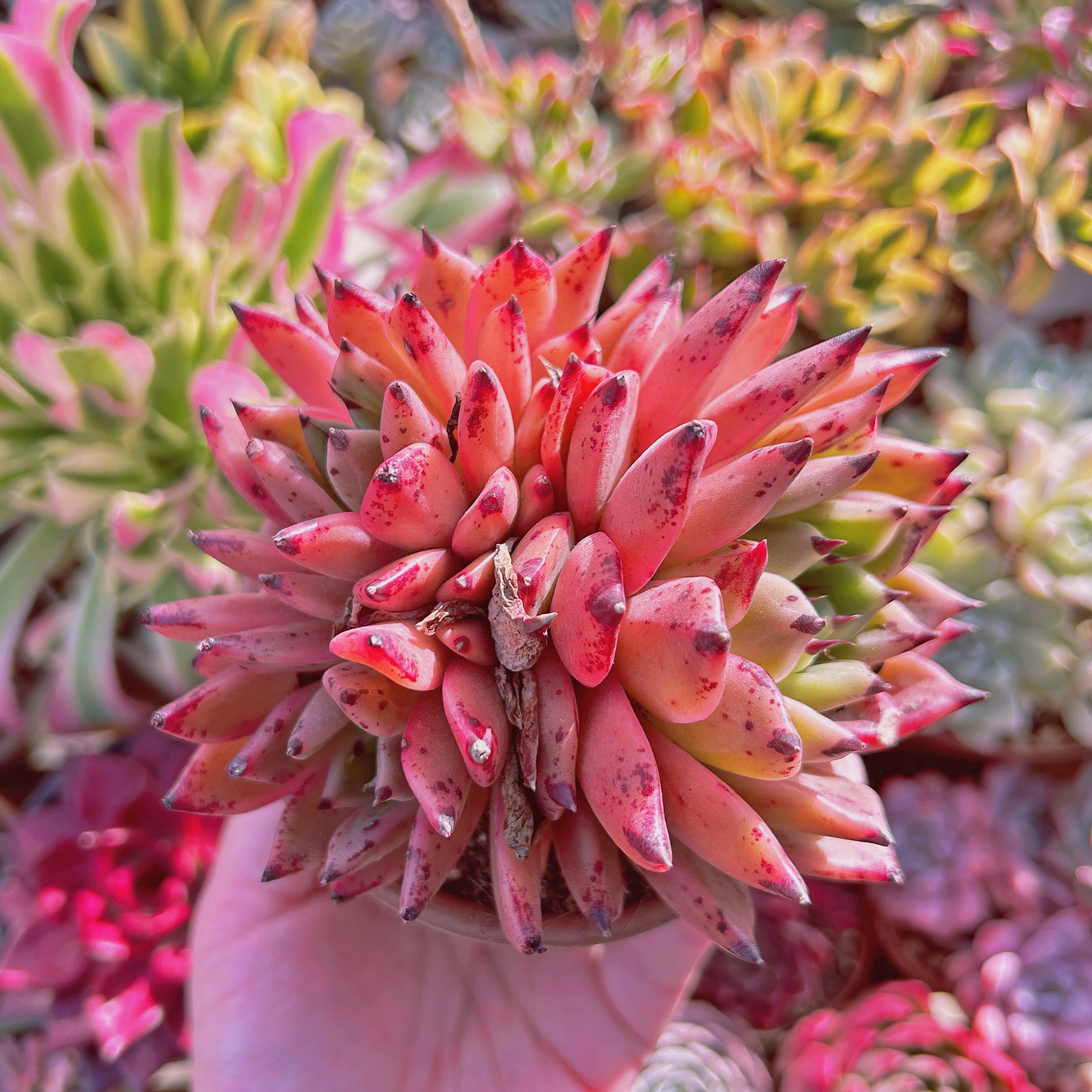 多肉植物　Echeveria ハロウィン　3～5頭　特大群生　