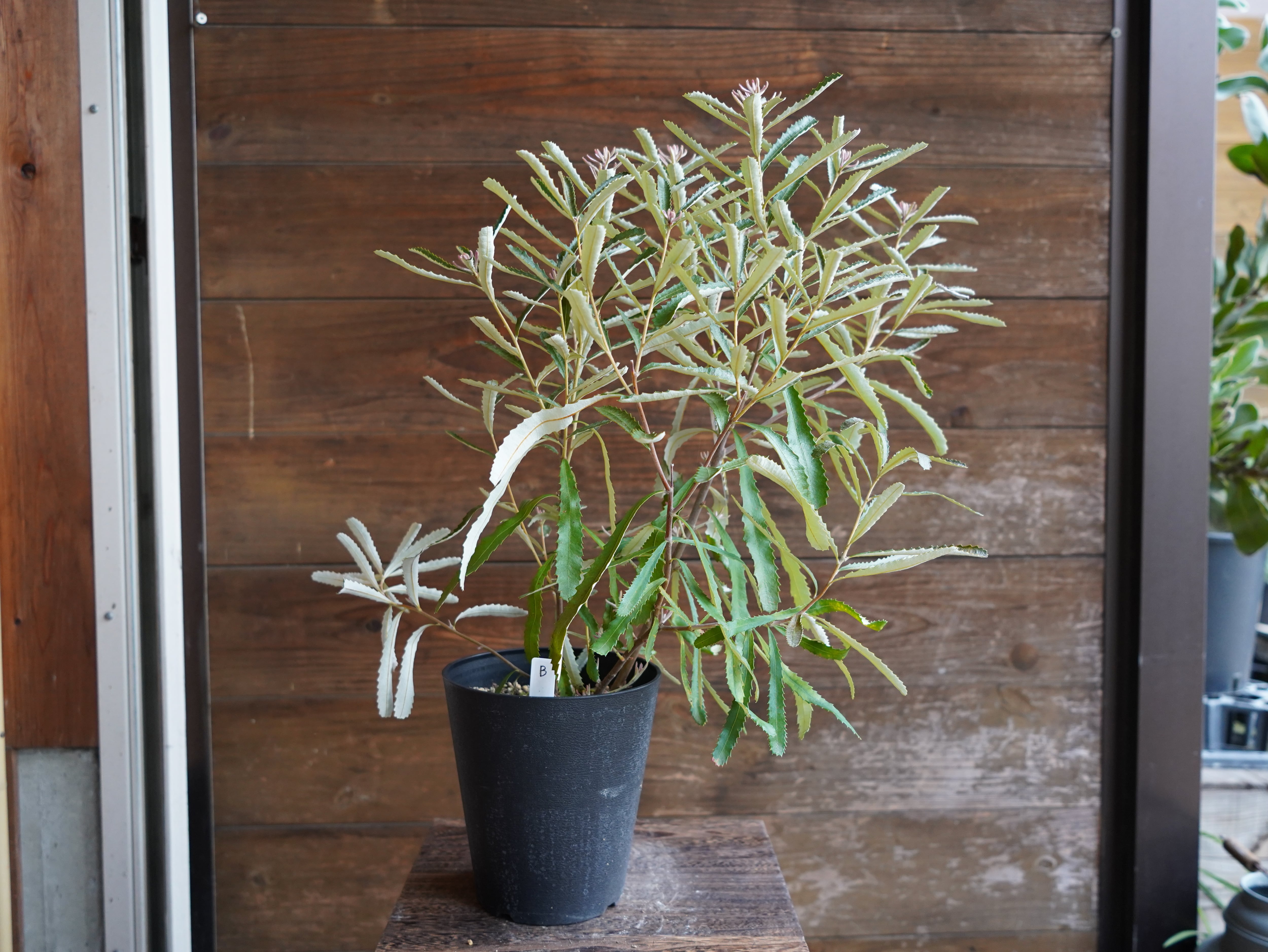 【現物】バンクシア　”オブロンギフォリア”　B