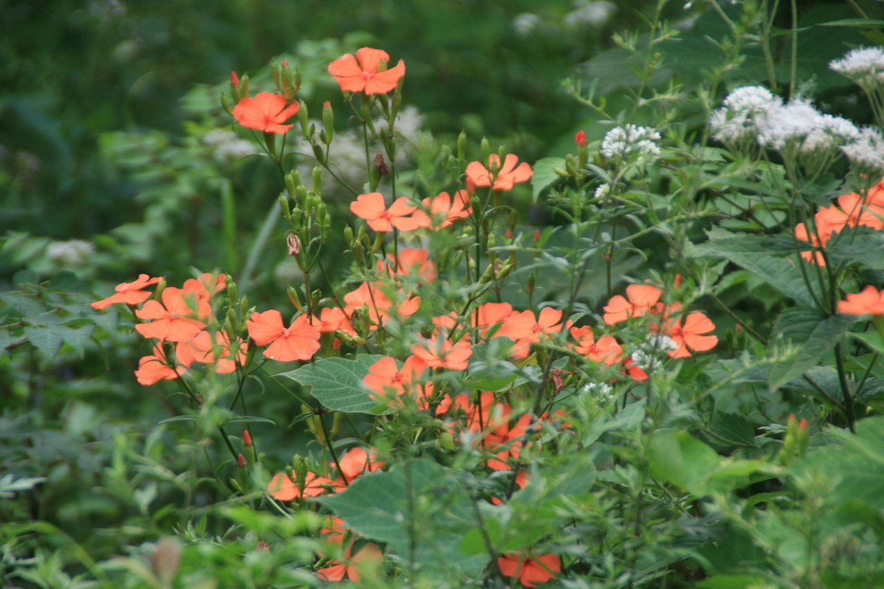 フシグロセンノウ(節黒仙翁)7,5〜9cmポット 【山野草】の画像04