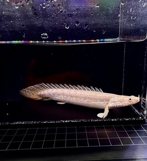 トゥルカナ・ビキールビキール・ワイルドF1❷