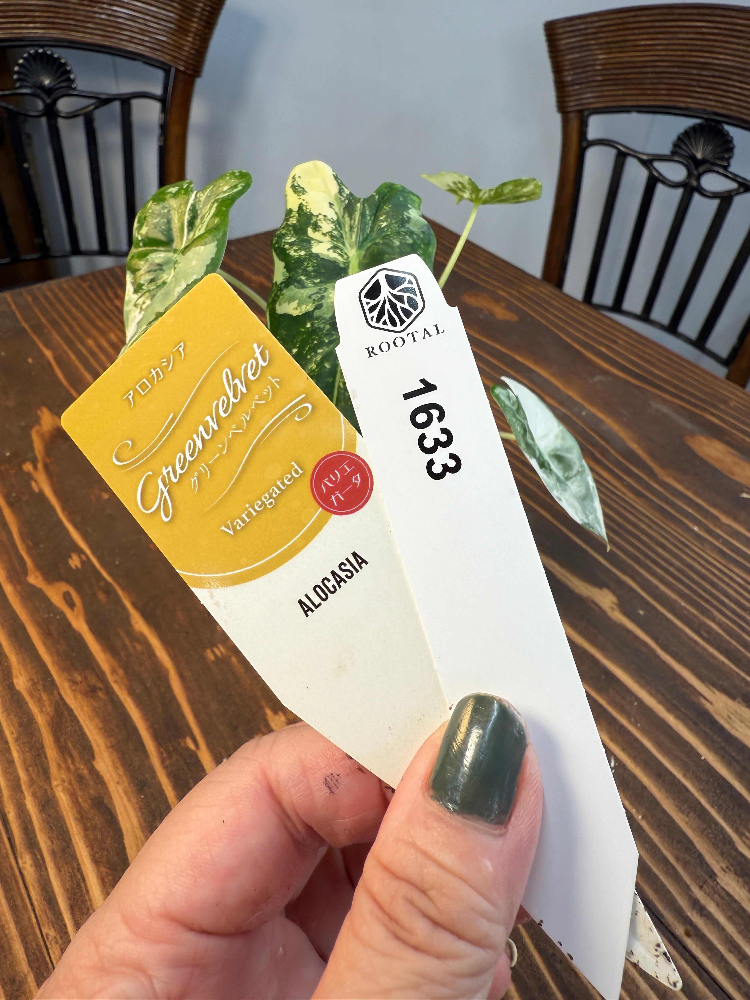 ☆1633【超レア 極み】アロカシア グリーンベルベット