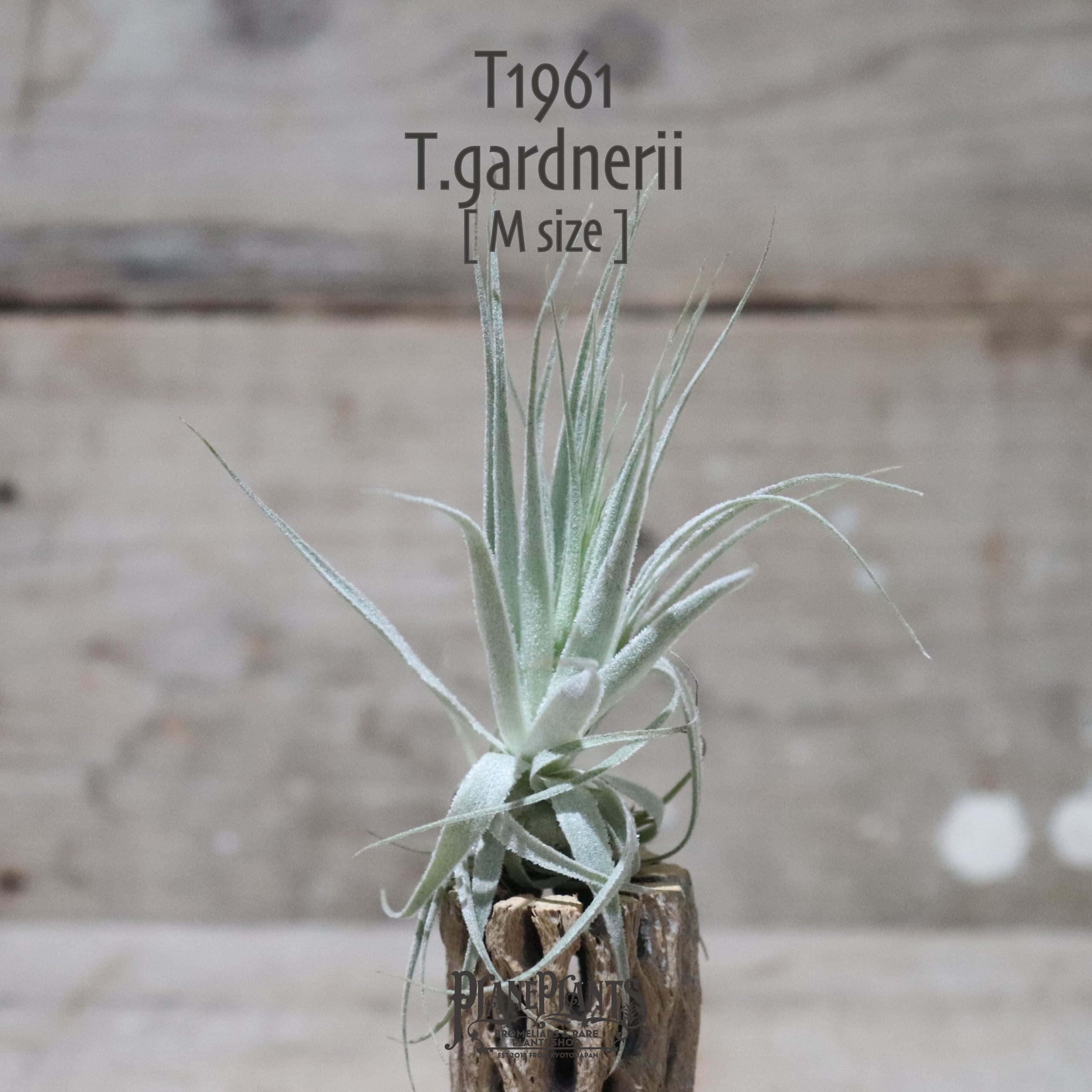 【送料無料】ガルドネリ〔エアプランツ〕現品発送T1961