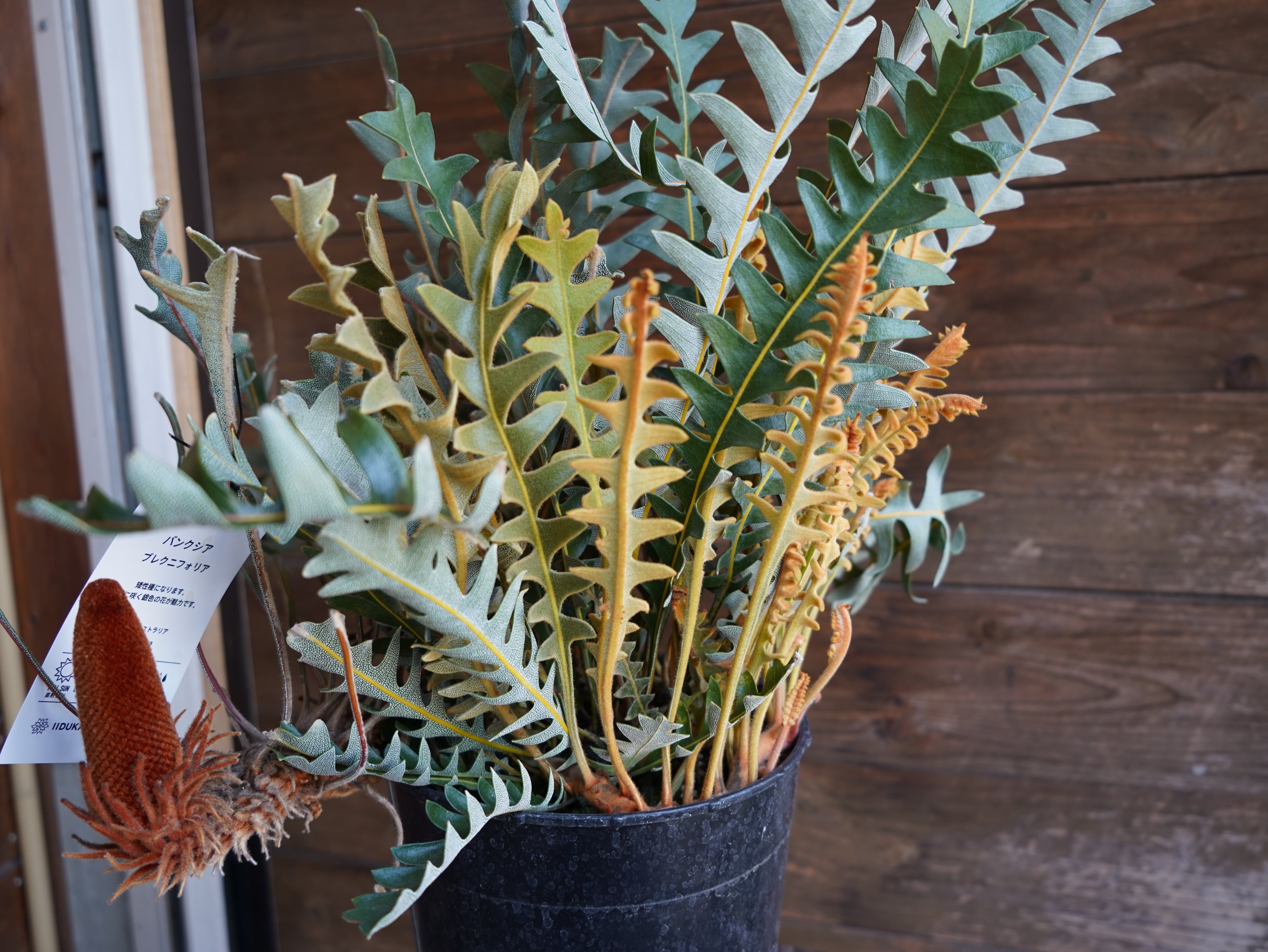 【現物】バンクシア "ブレイクニフォリア"