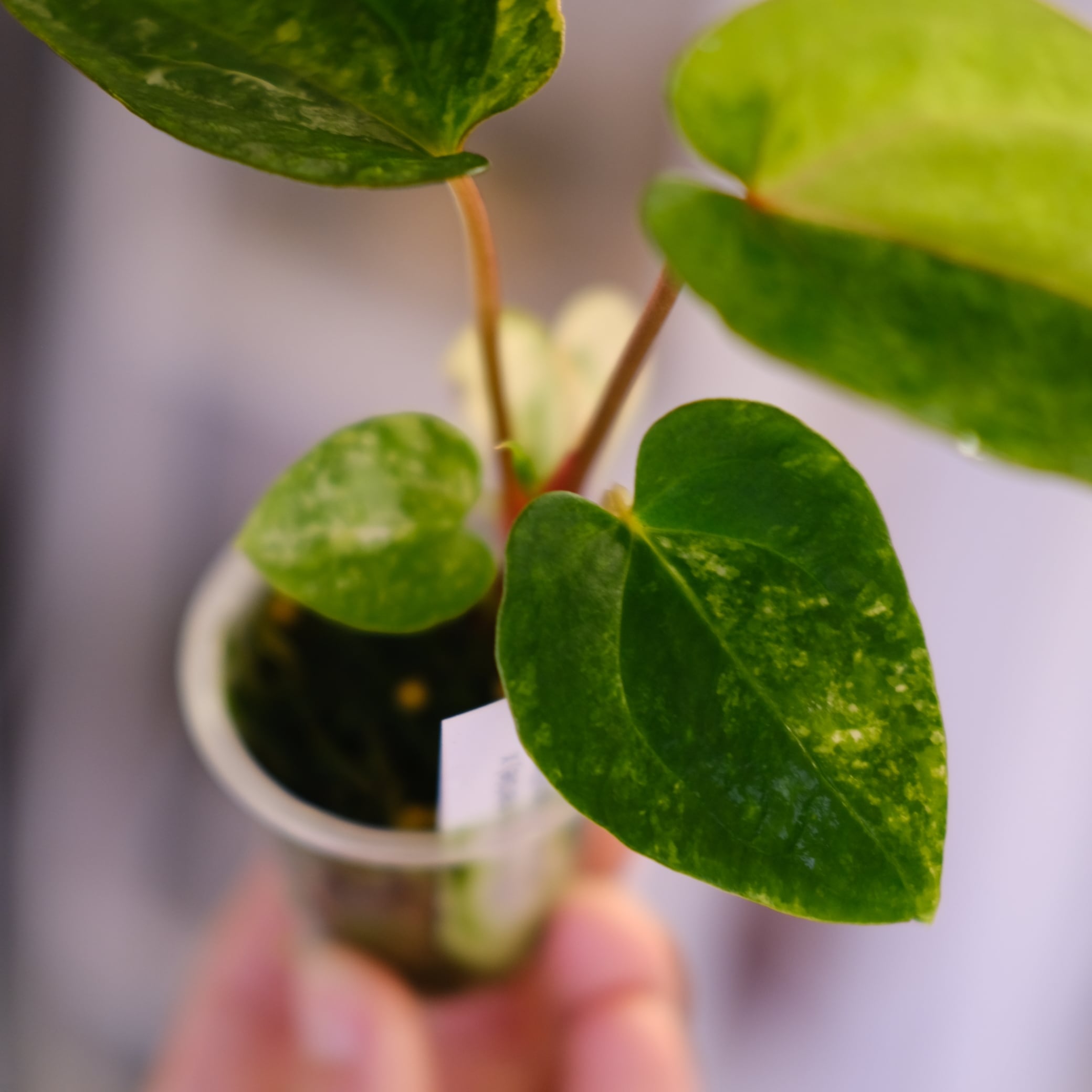 Anthurium (Papililaminum variegated × Crystallinum marble