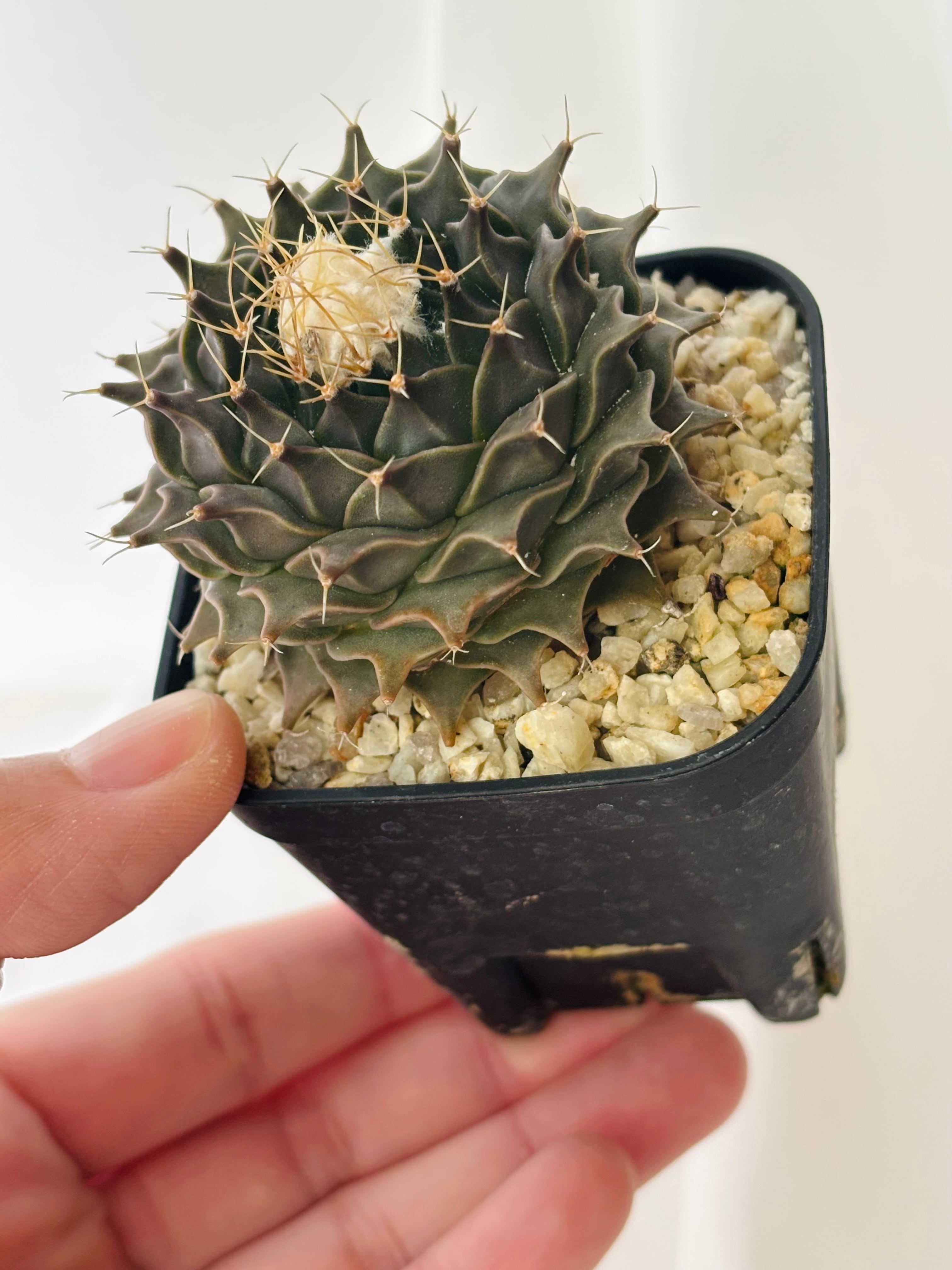 Obregonia denegrii オブレゴニア 小疣帝冠 サボテン | plants MARU