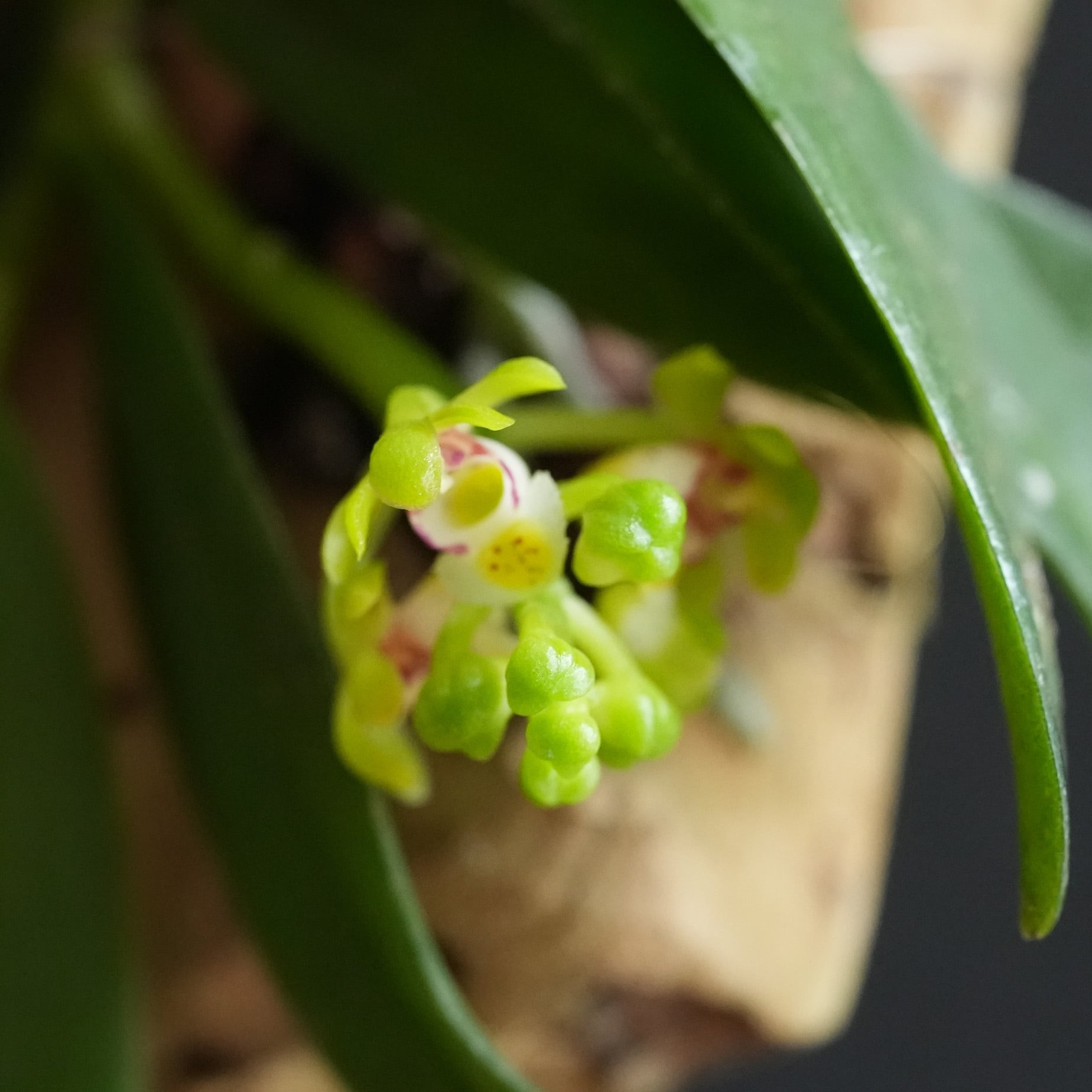 カシノキラン Gastrochilus japonicus【ミニコルク着生ラン】＃06 | 苔