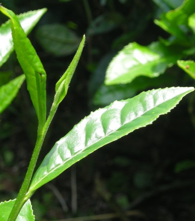 煎茶 梅500g袋