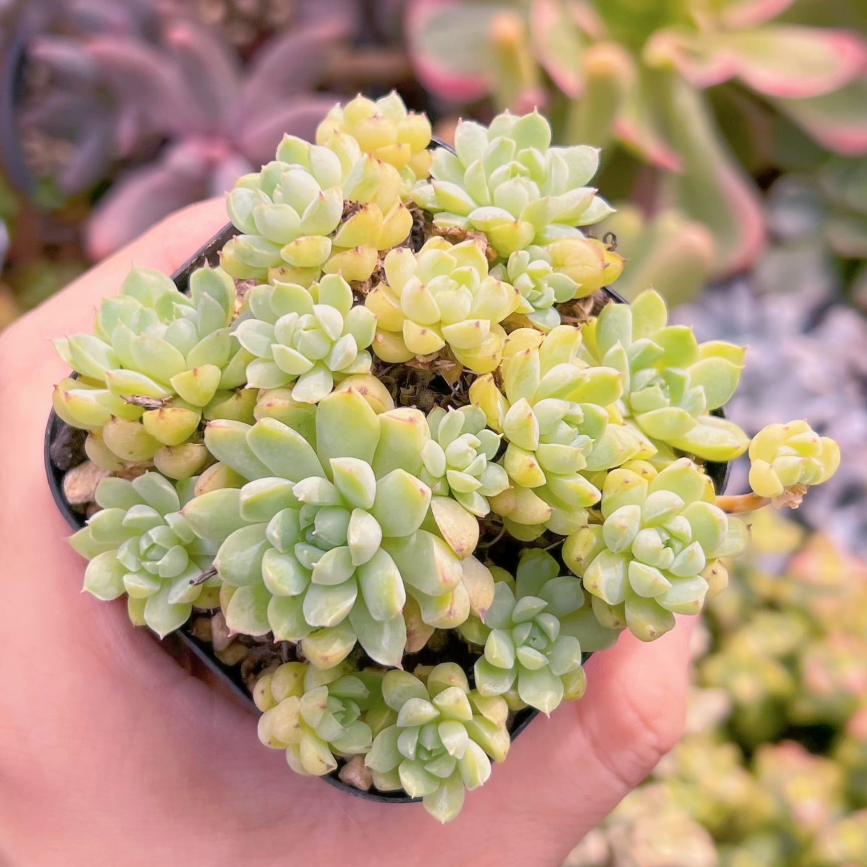 現物　ハチミツボール#737古株   るる農園