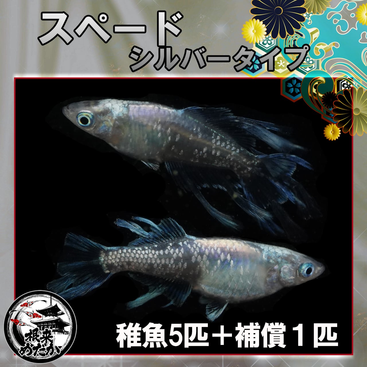 【5匹＋補償1匹】スペード　シルバータイプ　夢中めだか様血統