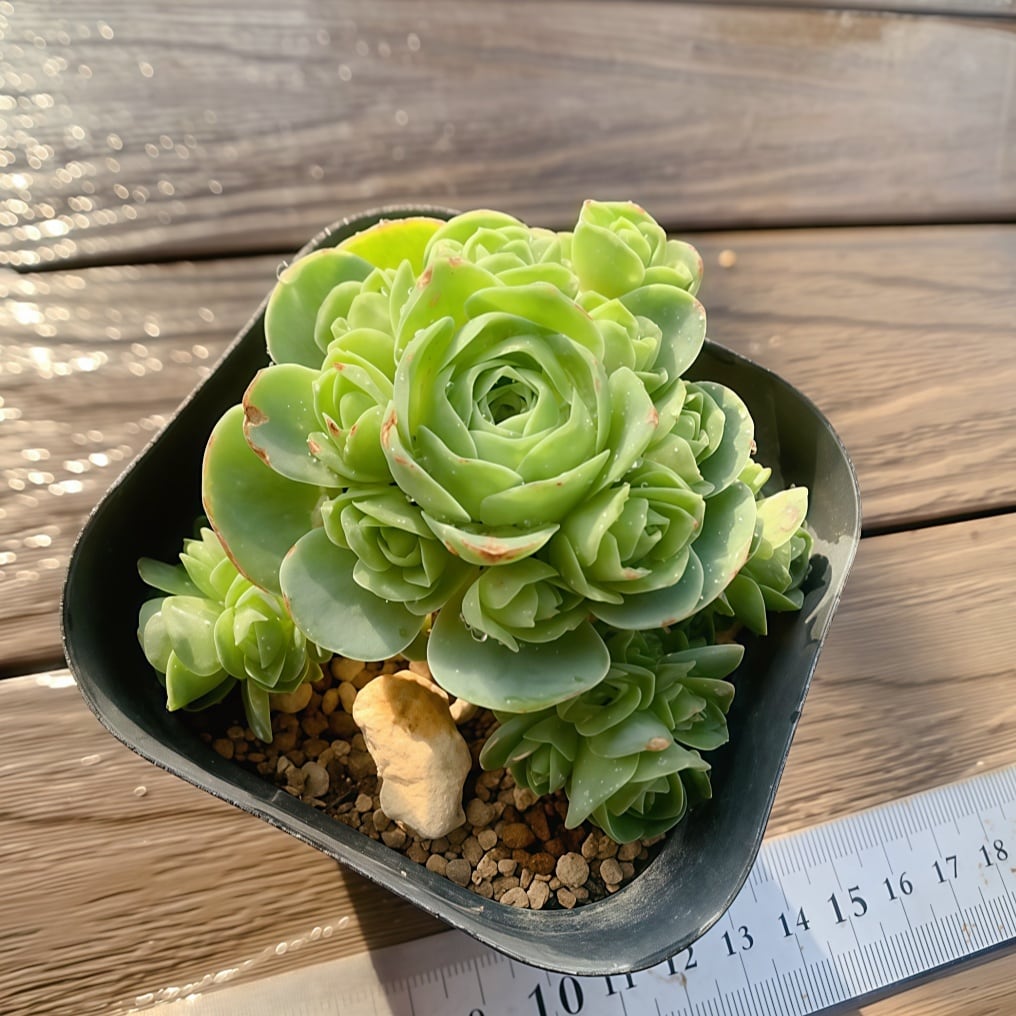 農園直売 多肉植物 コノフィツム マウガニー12頭セット メセン 農園直売 多肉植物 コノフィツム マウガニー12頭セット メセン