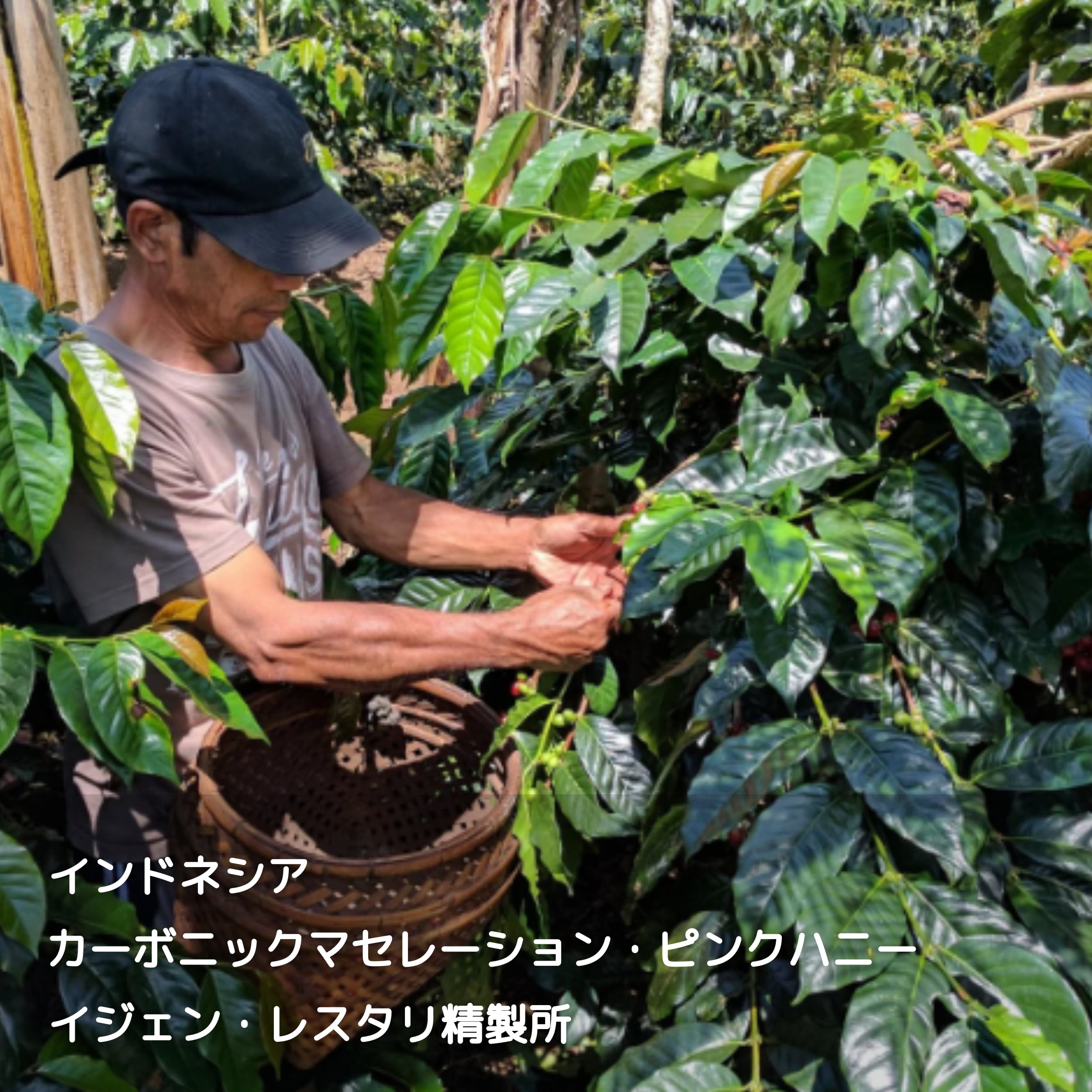 インドネシア】 カーボニックマセレーションピンクハニー イジェン