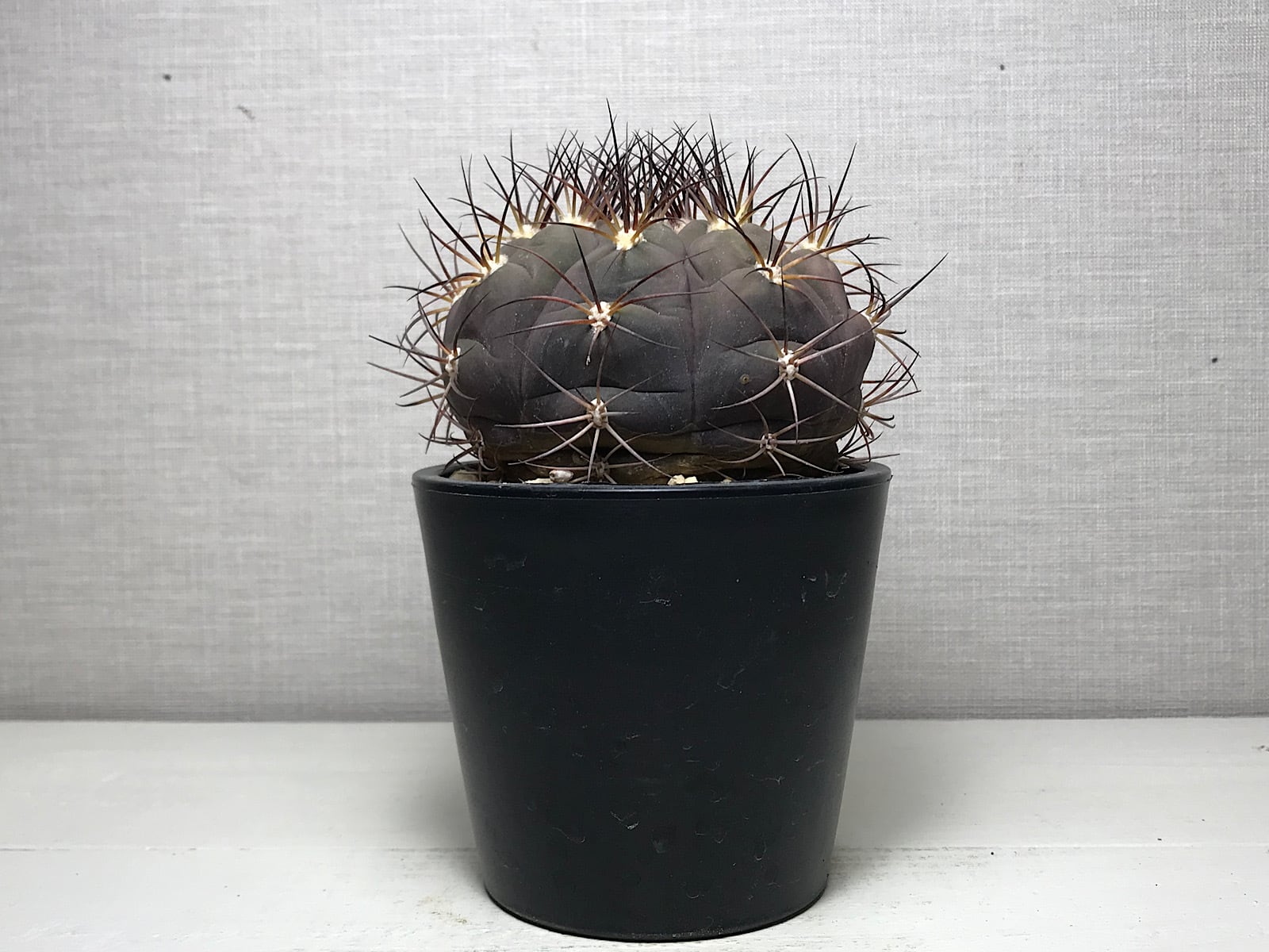 ギムノカリキウム 天紫丸