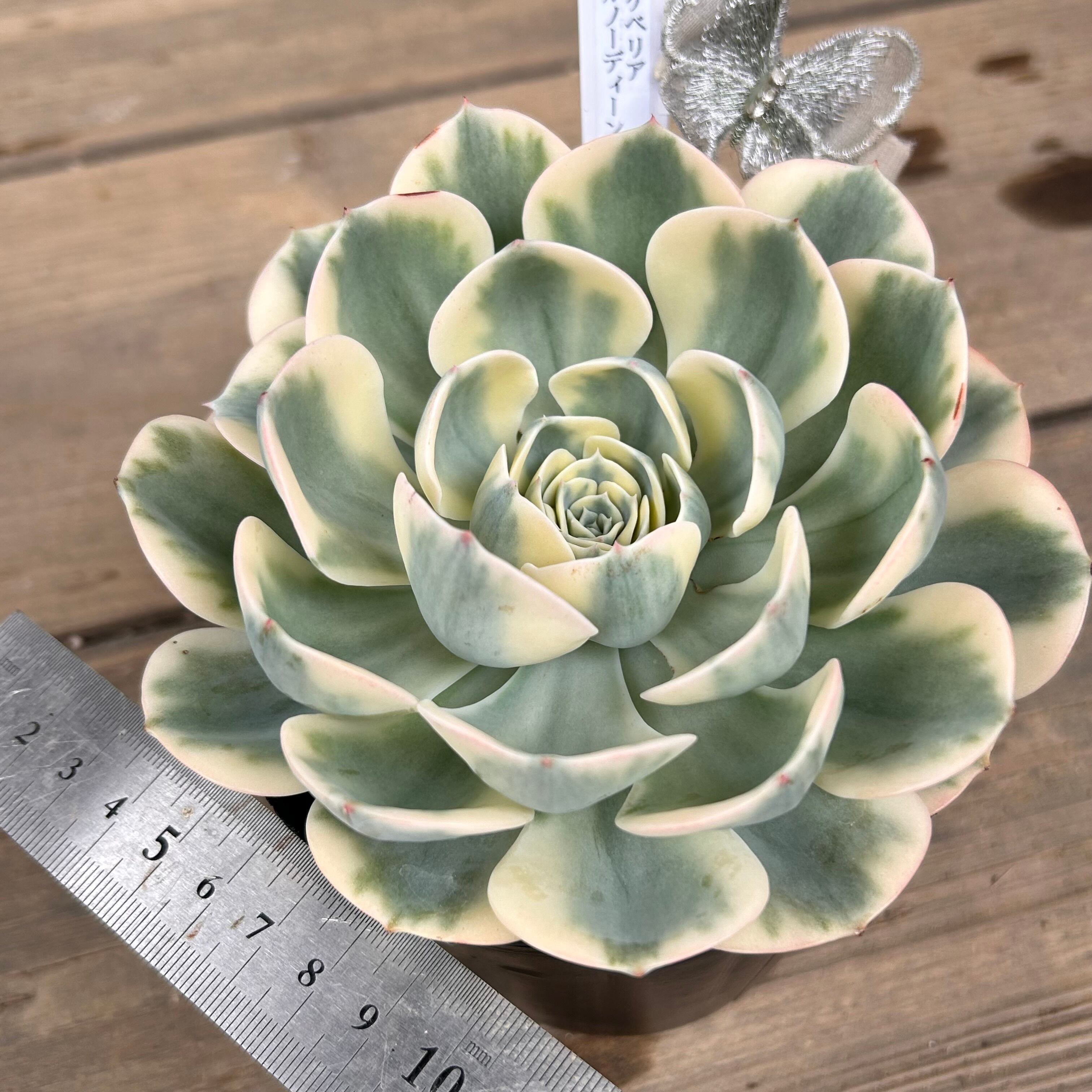 ルノーディーン | RuPo 多肉植物専門店