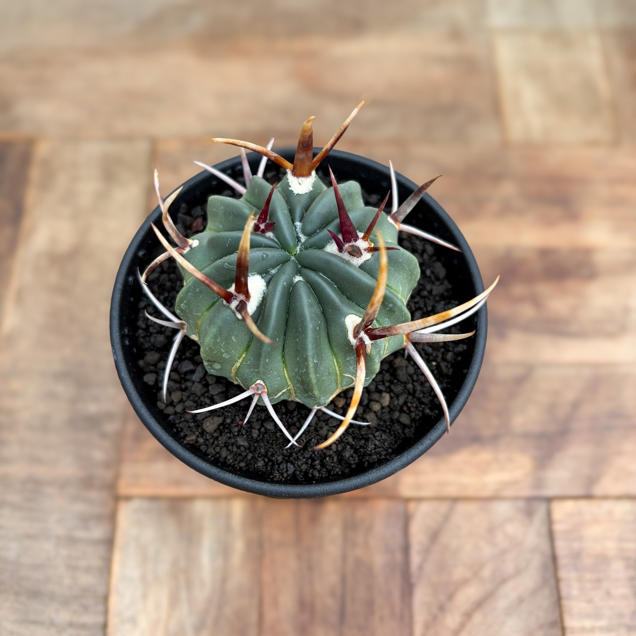 Echinofossulocactus coptonogonus【エキノフォスロカクタス・強棘竜剣丸】