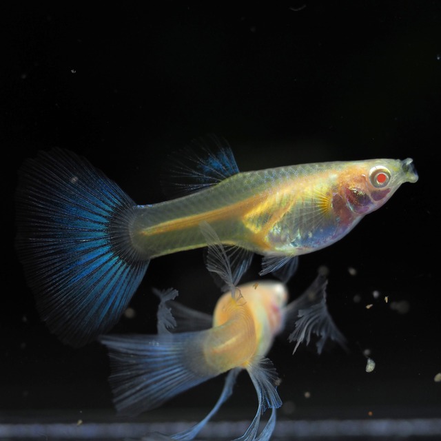 上物RREAラズリーネオンタキシードリボン　1カルテット＋おまけ1ペア