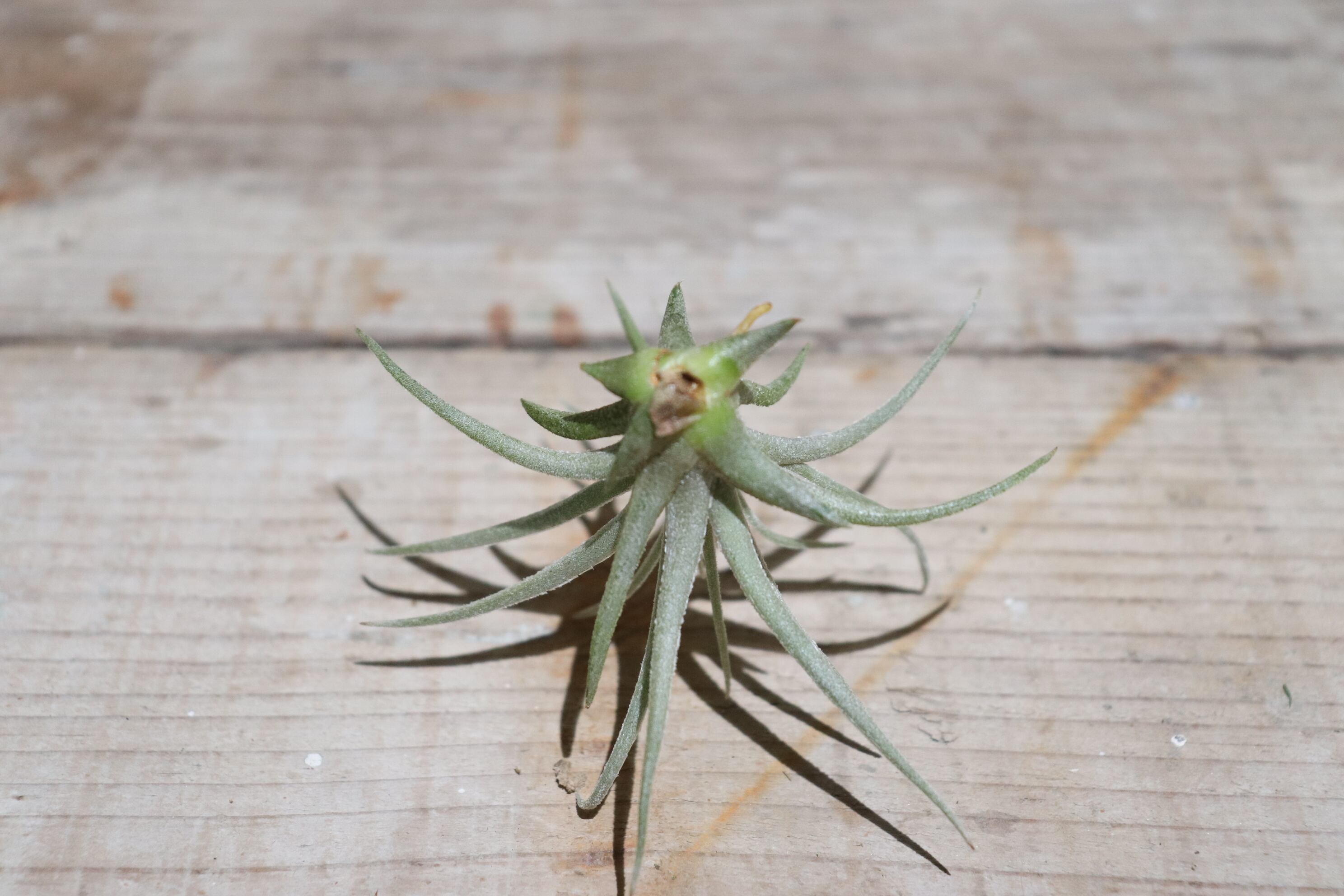 Tillandsia mauryana チランジア モーリアナ 【公式通販】