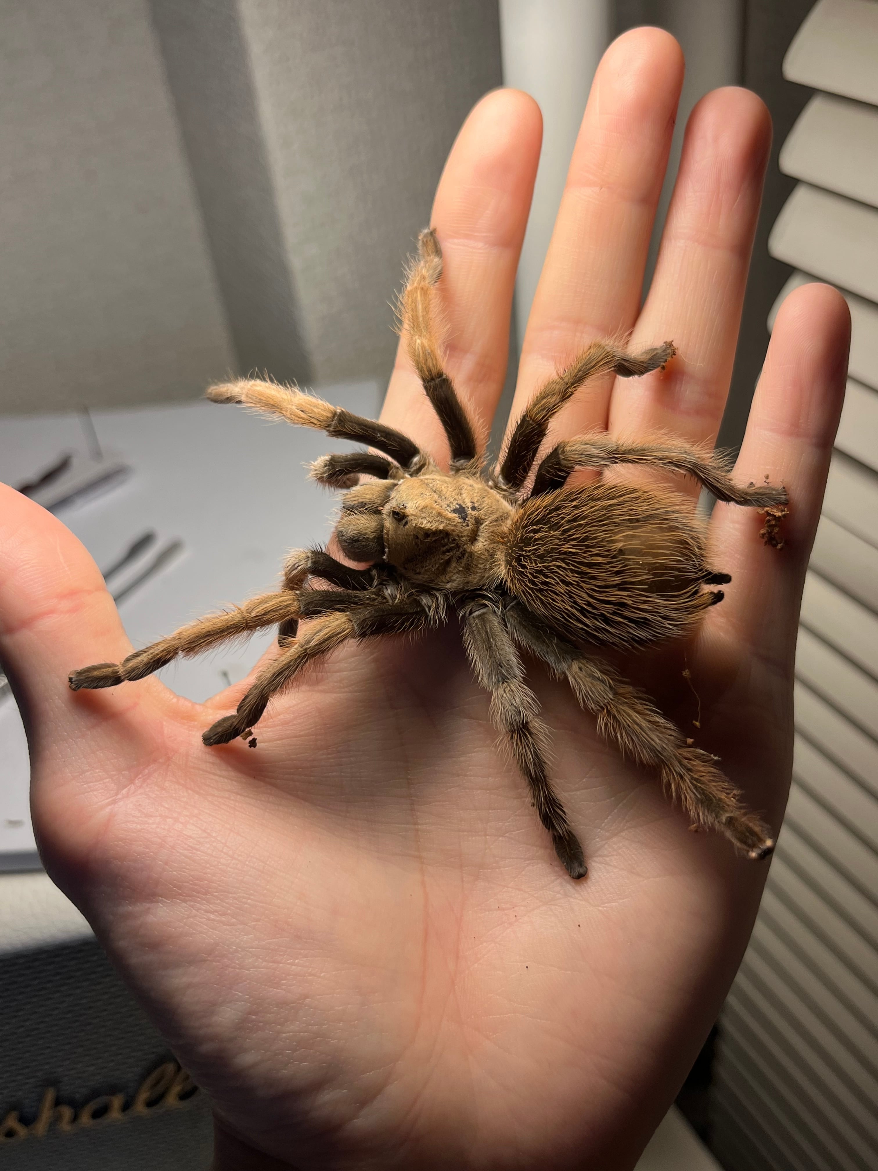 BIG♀】アリゾナブロンドタランチュラ 体長5cm程 生体標本ムカデ