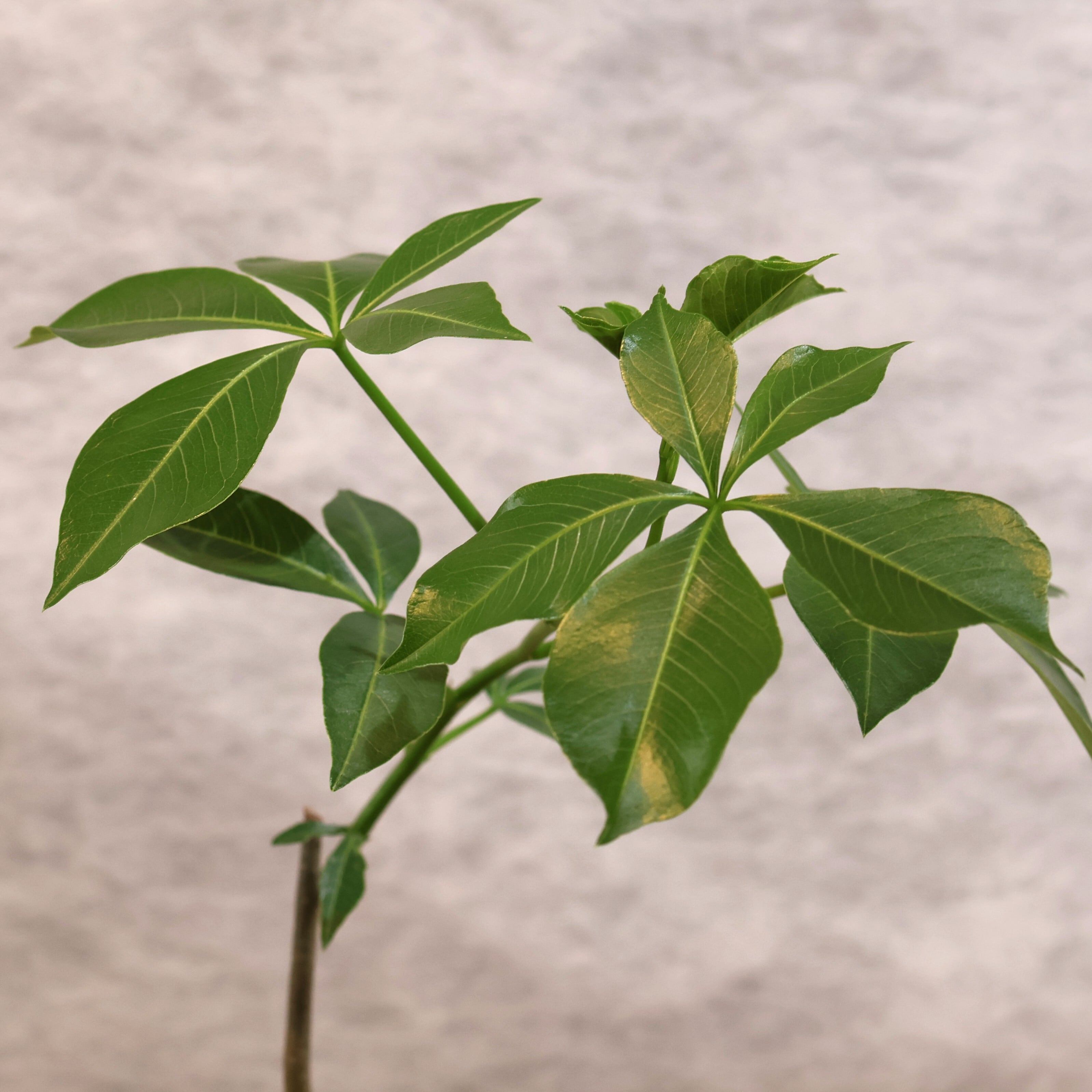 310 大地のパワーをそのまま宿す『バオバブ グレゴリー』観葉植物