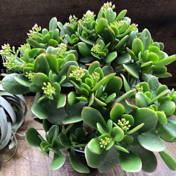 金のなる木 5号 花月 多肉植物 観葉植物 成金草 金運アップ 一攫千金