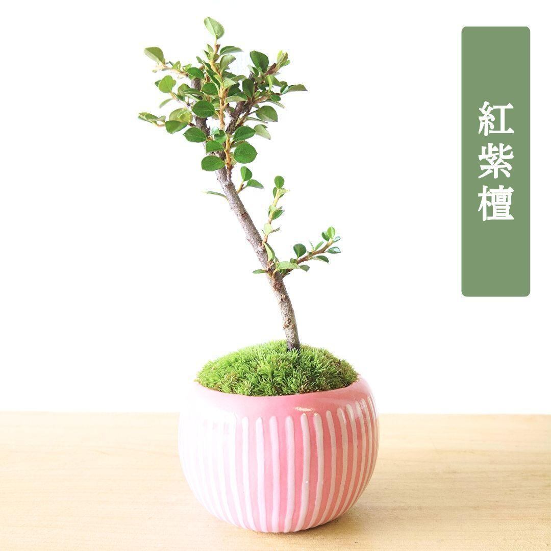 POTOCO 唐楓 カエデ 通天楓 観葉植物 陶器鉢 盆栽 小品盆栽 苔玉 POTOCO 唐楓 楓 カエデ 観葉植物 陶器鉢 盆栽 小品盆栽 苔玉 苔 | POTOCO