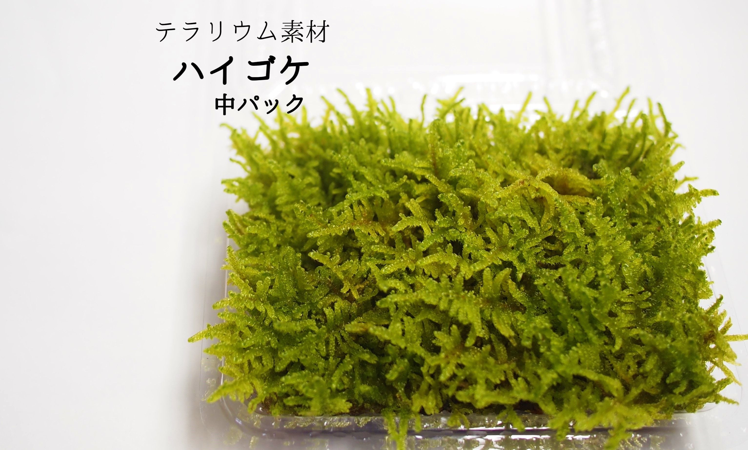 お得な情報満載 天然苔 ハイゴケ 10トレー 苔リウム | ensyu.sakura.ne.jp